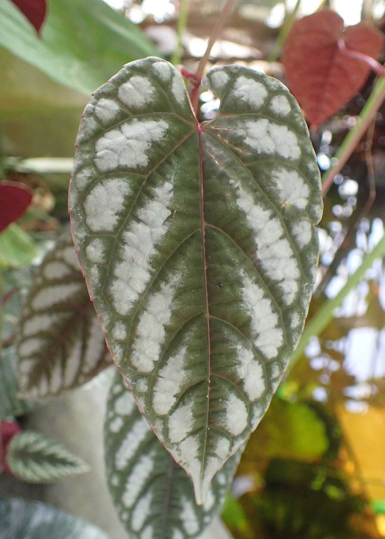 Close view of Cissus discolor (Cissus discolor) foliage.