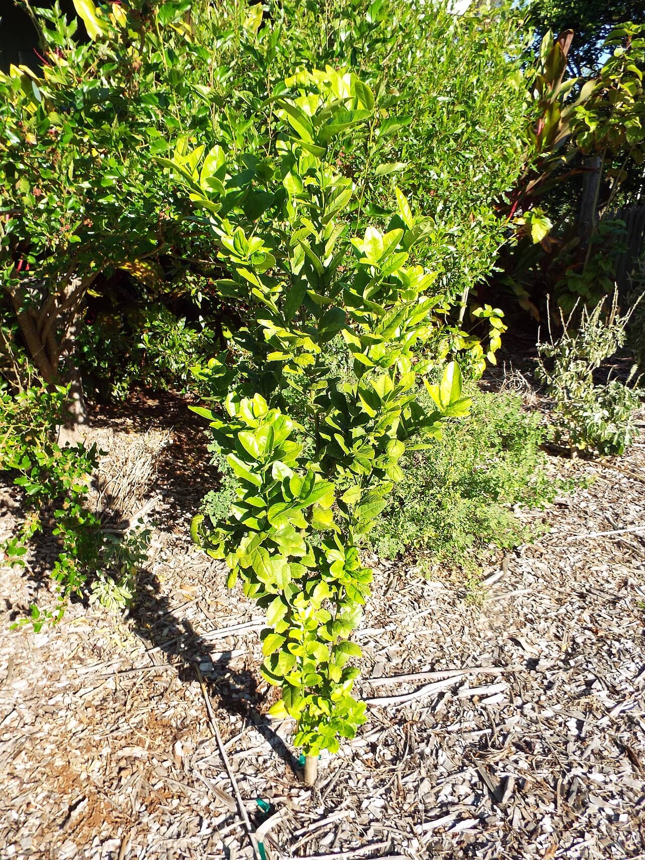 Key Lime (Citrus × aurantiifolia), the whole plant.