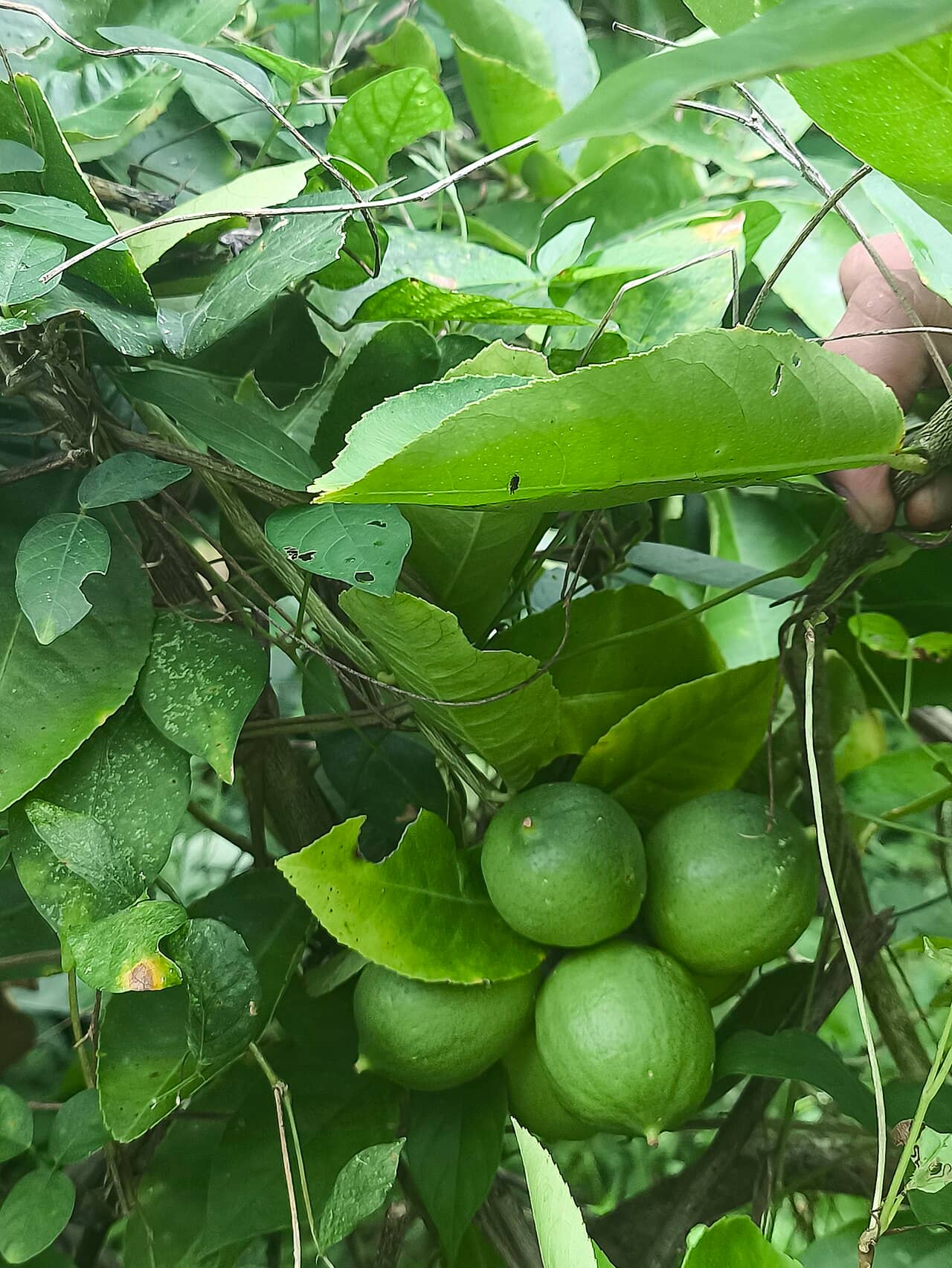 Close view of Key Lime (Citrus × aurantiifolia) foliage.