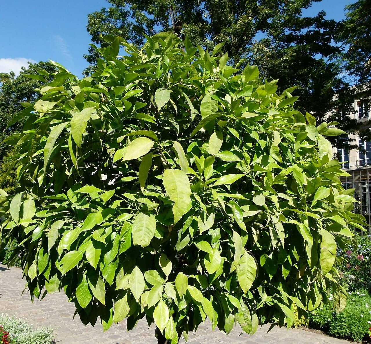 Grapefruit (Citrus × aurantium), the whole plant.