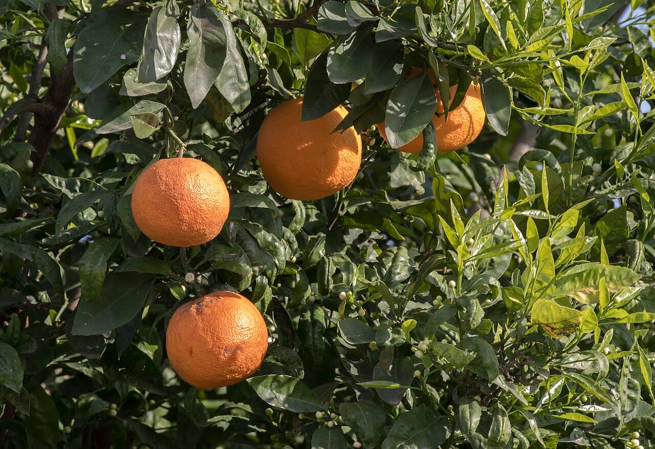 Close view of Grapefruit (Citrus × aurantium) foliage.