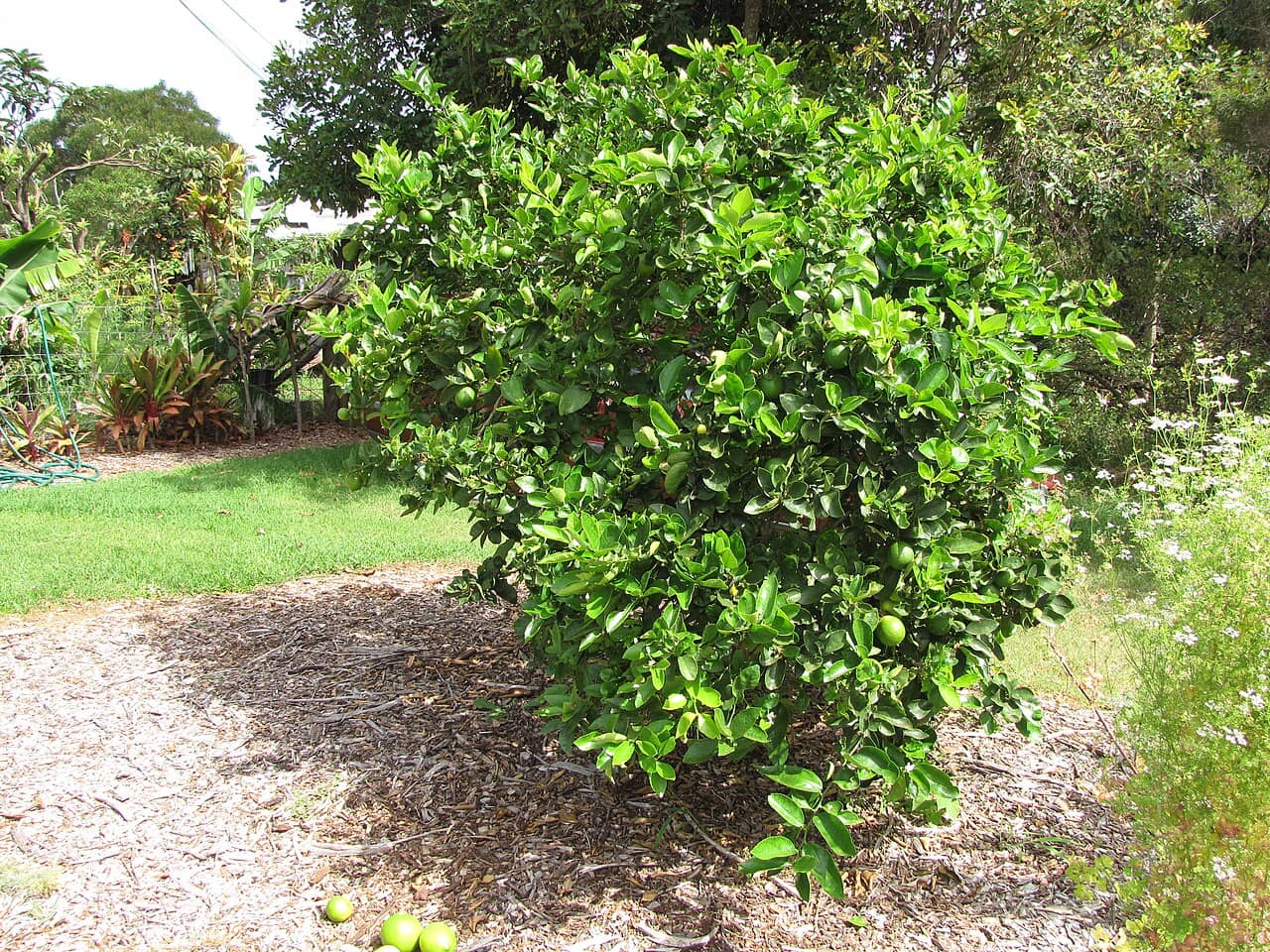 Lime (Citrus × latifolia), the whole plant.