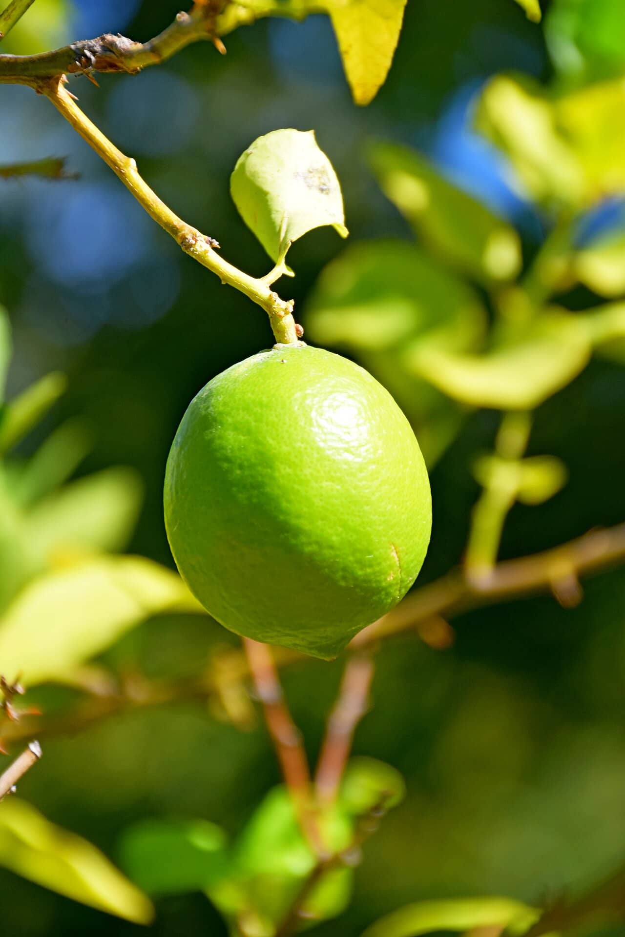 Close view of Lime (Citrus × latifolia) foliage.