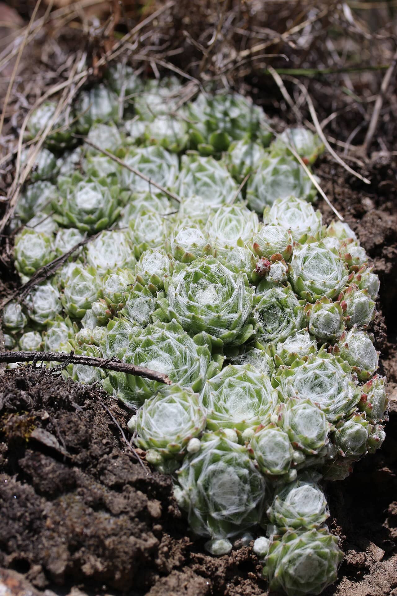 Cobweb houseleek (Sempervivum arachnoideum), the whole plant.