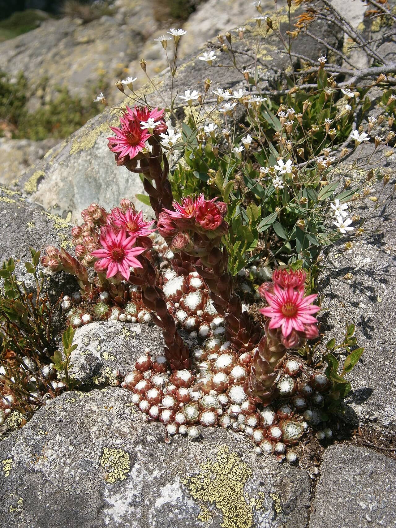Flowers of Cobweb houseleek (Sempervivum arachnoideum).