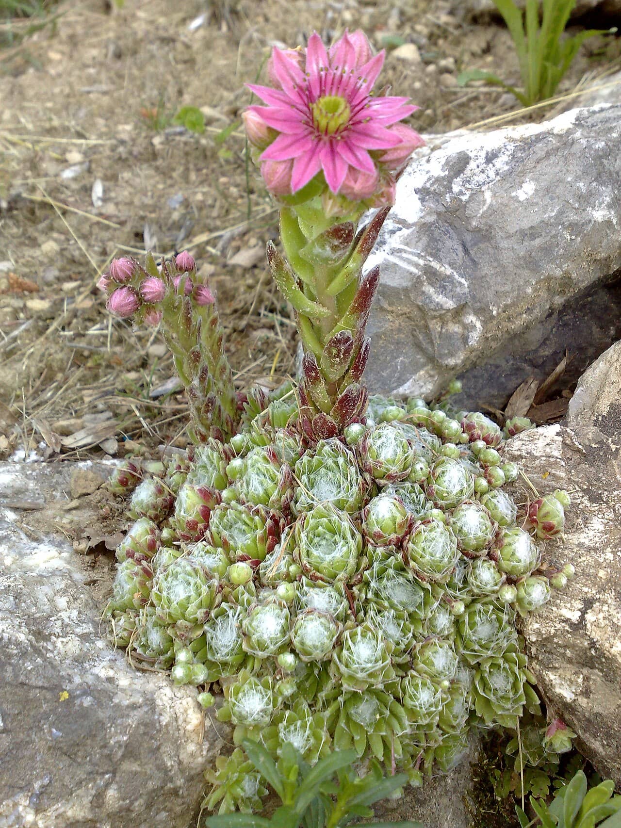 Cobweb houseleek (Sempervivum arachnoideum) growing wild.