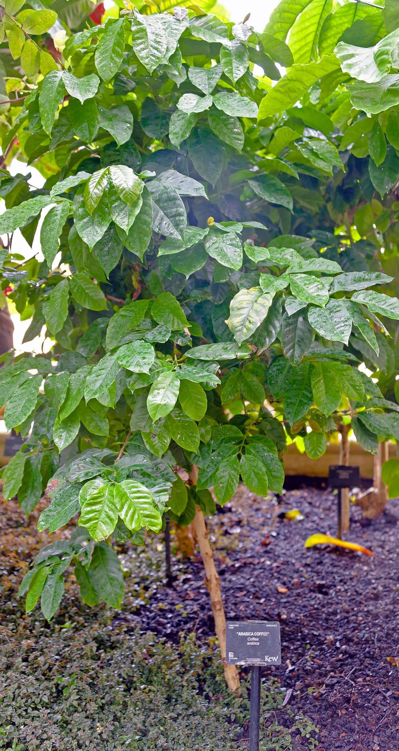 Coffee plant (Coffea arabica), the whole plant.