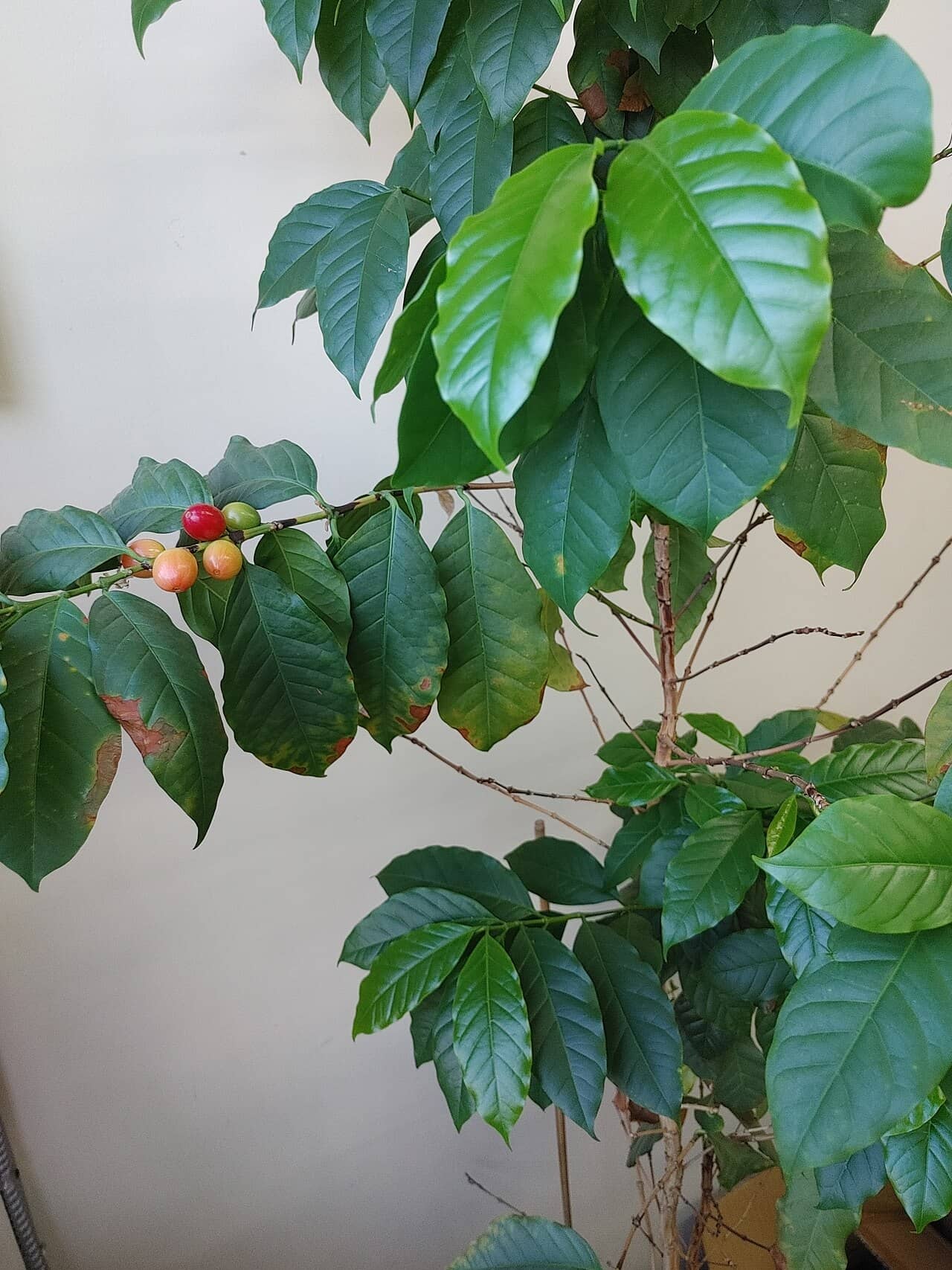 Close view of Coffee plant (Coffea arabica) foliage.