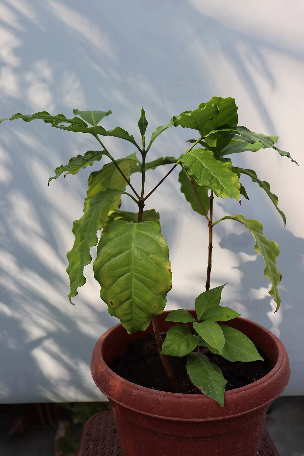 Coffee plant (Coffea arabica) growing in a pot.