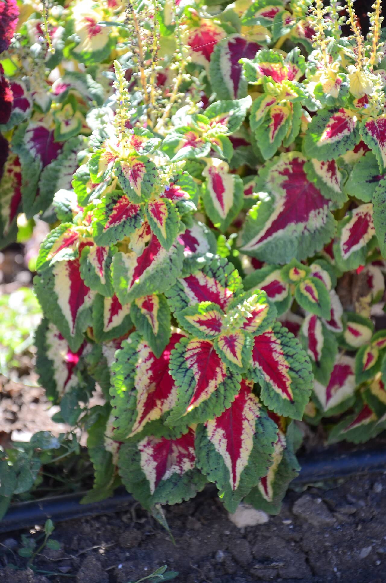 Coleus (Coleus scutellarioides), the whole plant.