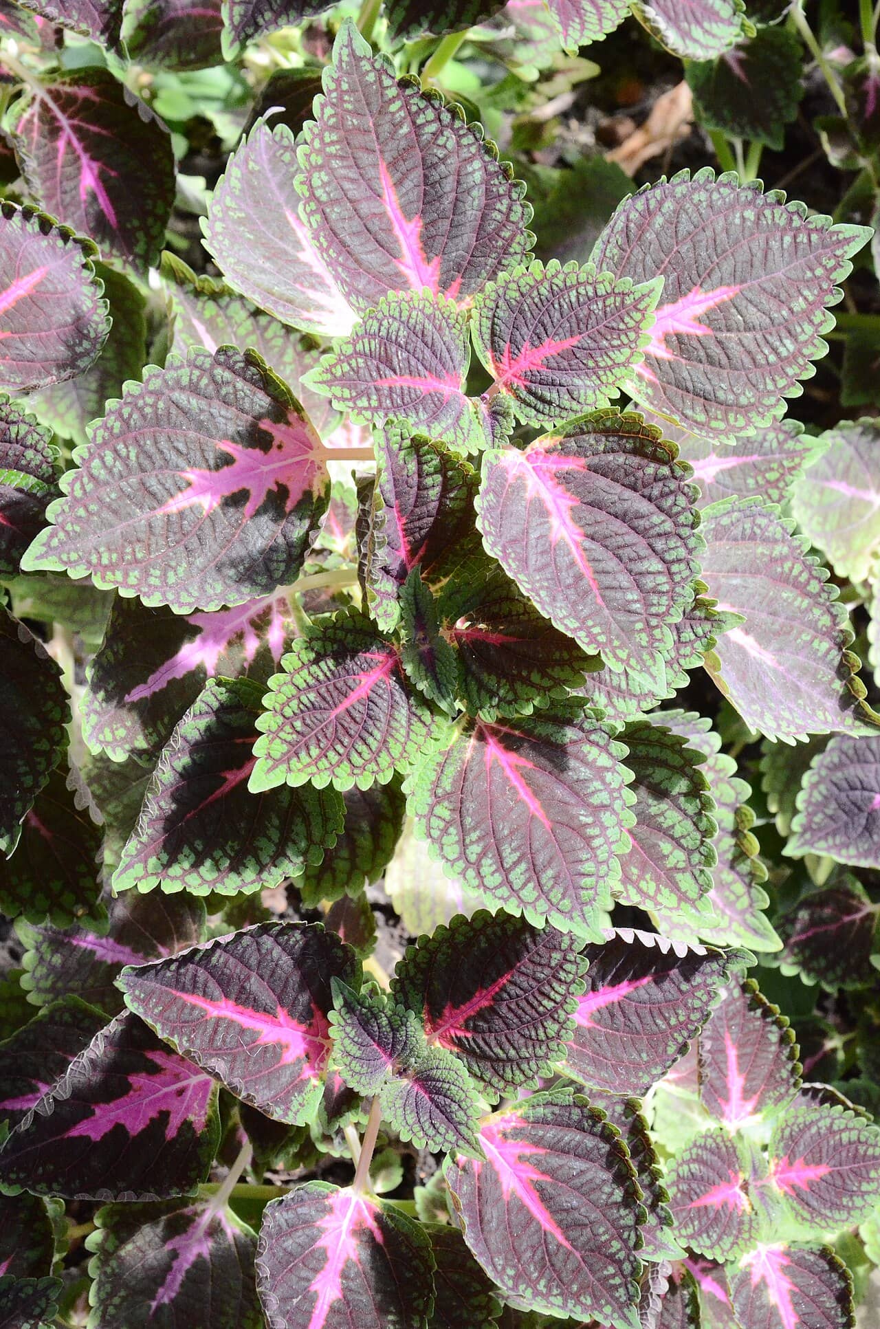 Close view of Coleus (Coleus scutellarioides) foliage.