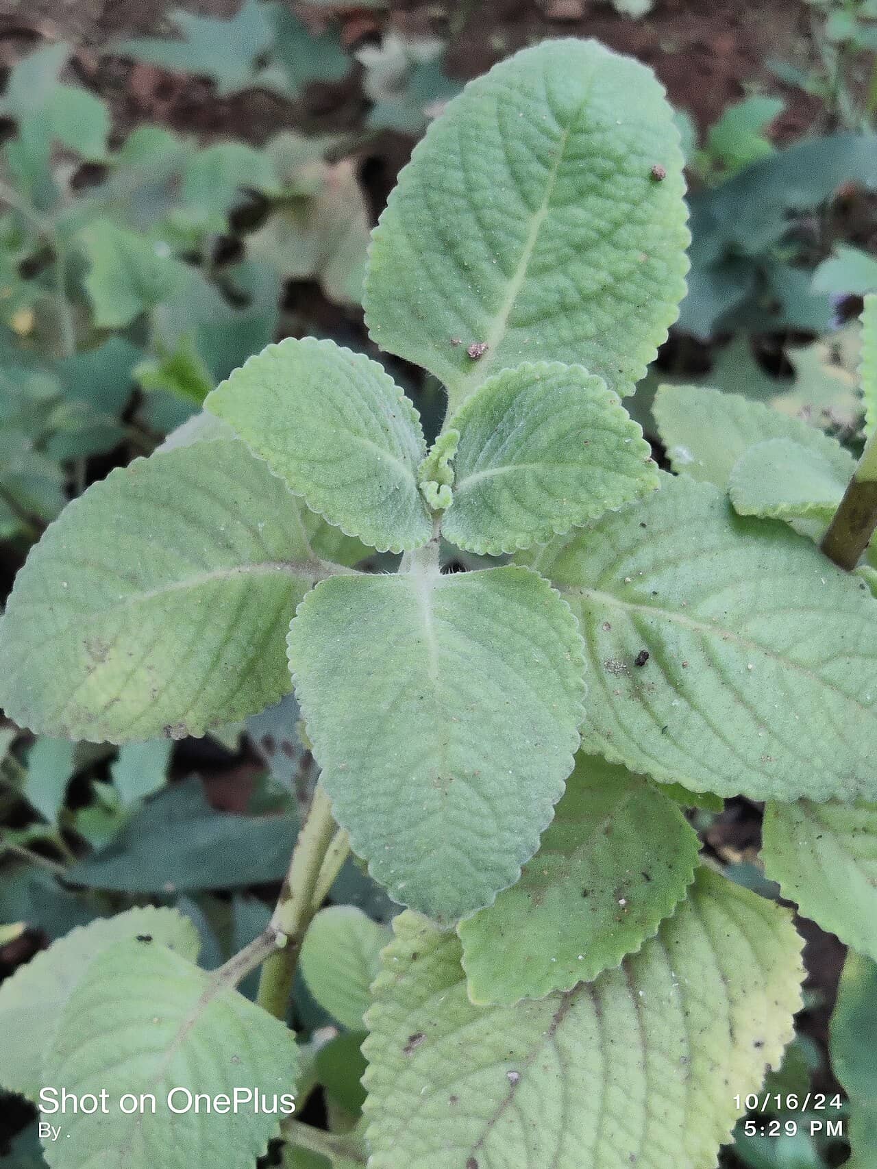 Caribbean Oregano (Coleus amboinicus), the whole plant.