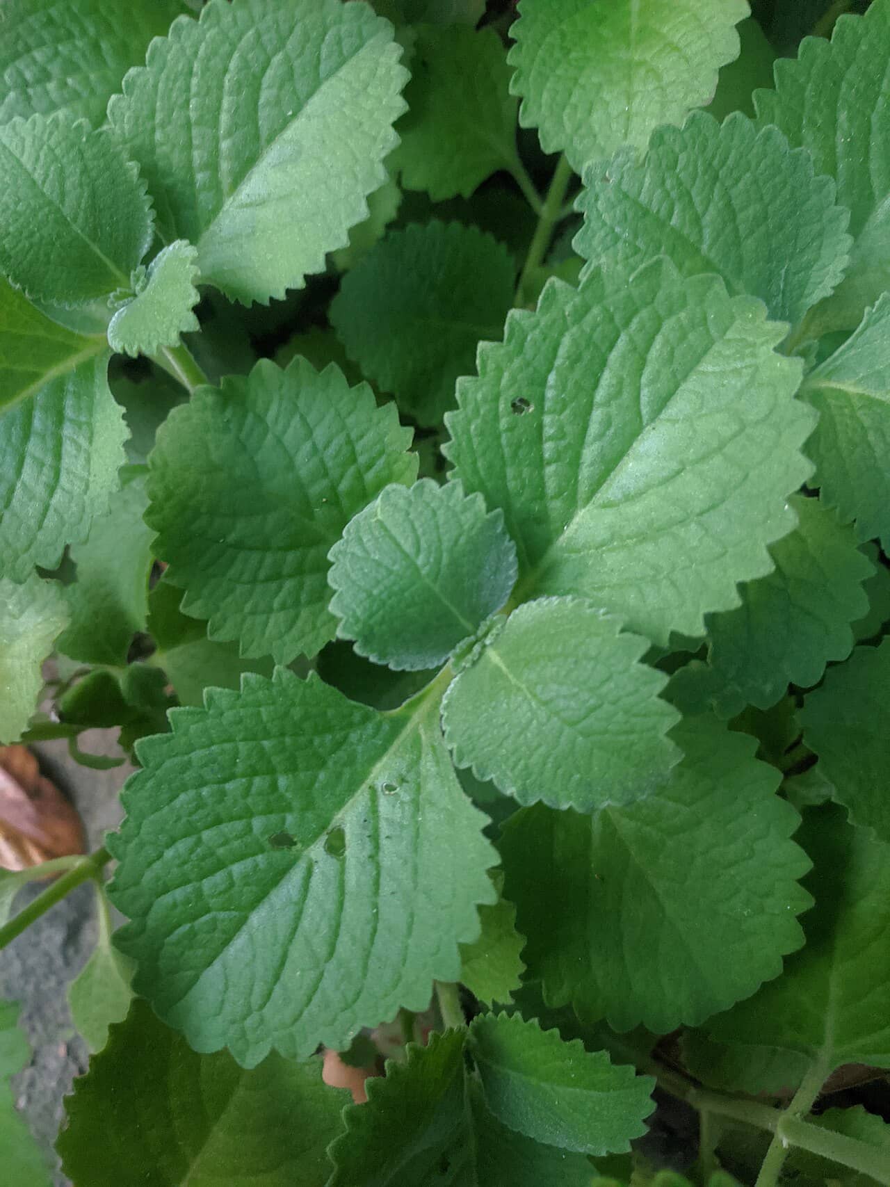 Close view of Caribbean Oregano (Coleus amboinicus) foliage.