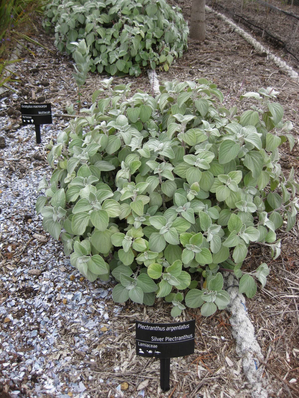 Silver Coleus (Coleus argentatus), the whole plant.
