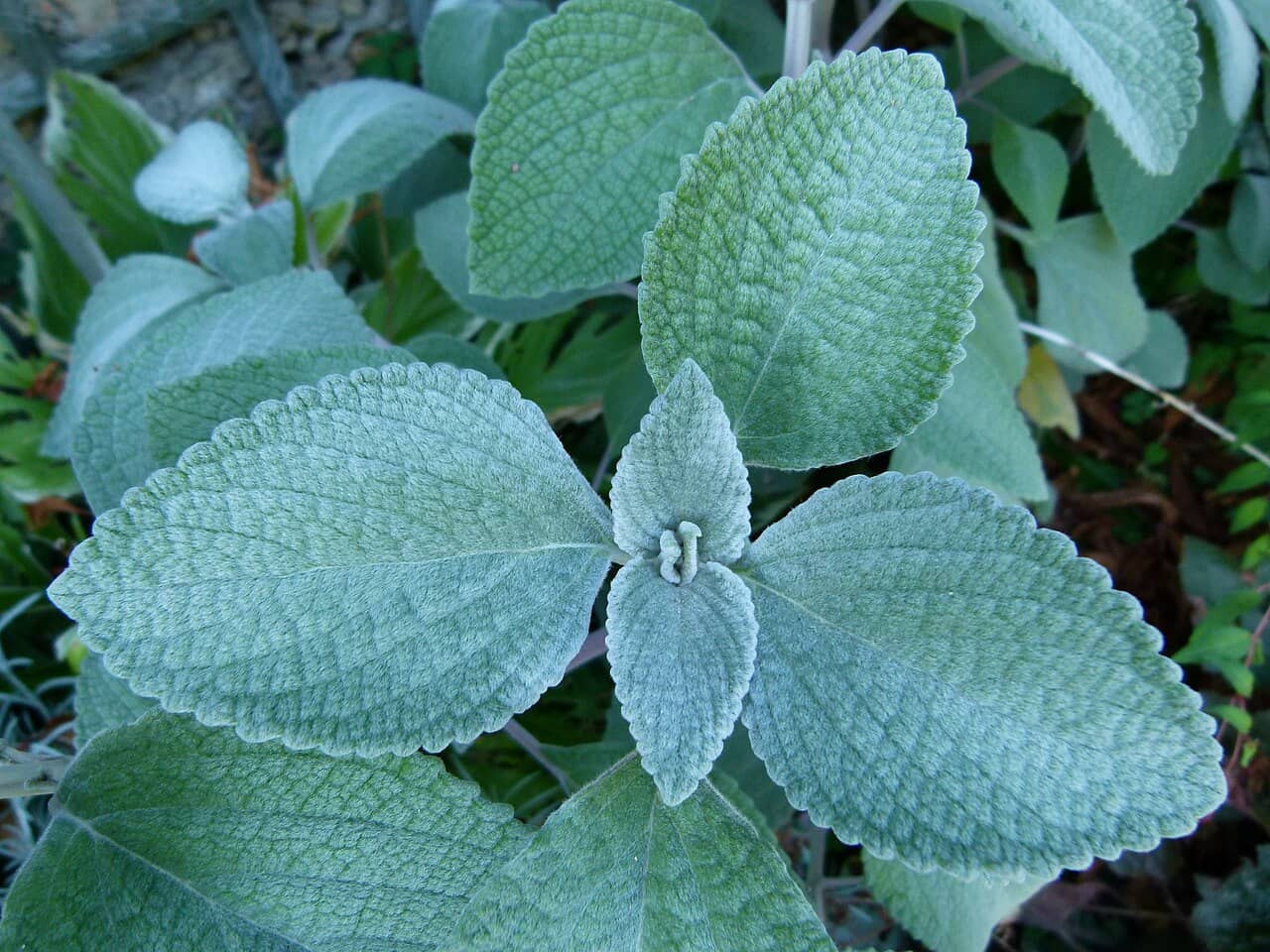 Close view of Silver Coleus (Coleus argentatus) foliage.