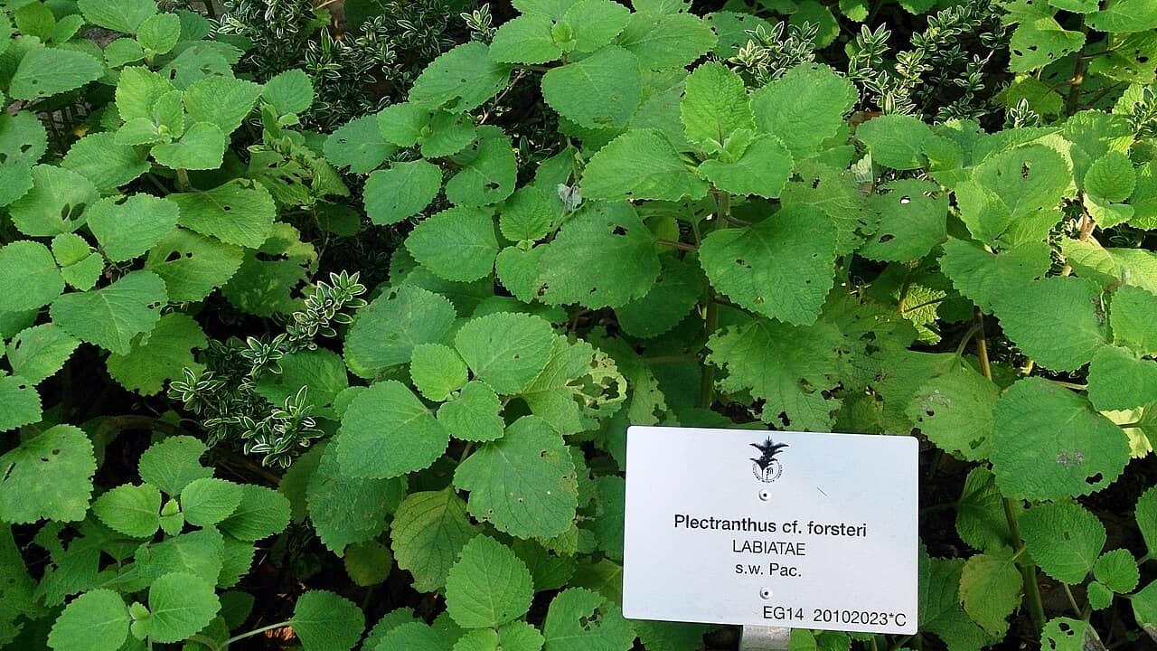 Swedish Ivy (Coleus forsteri), the whole plant.