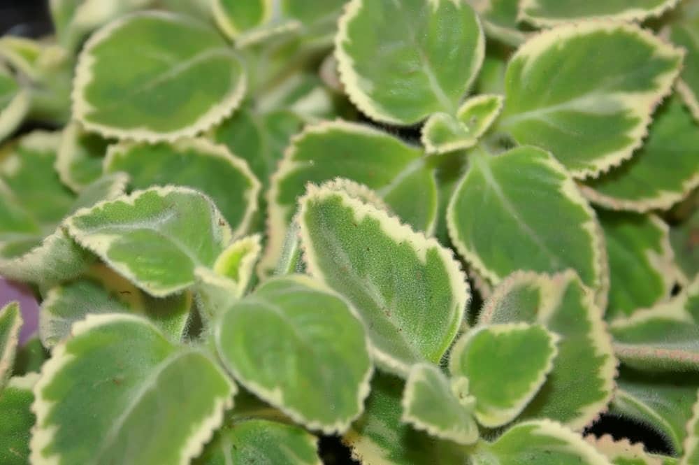 Close view of Swedish Ivy (Coleus forsteri) foliage.