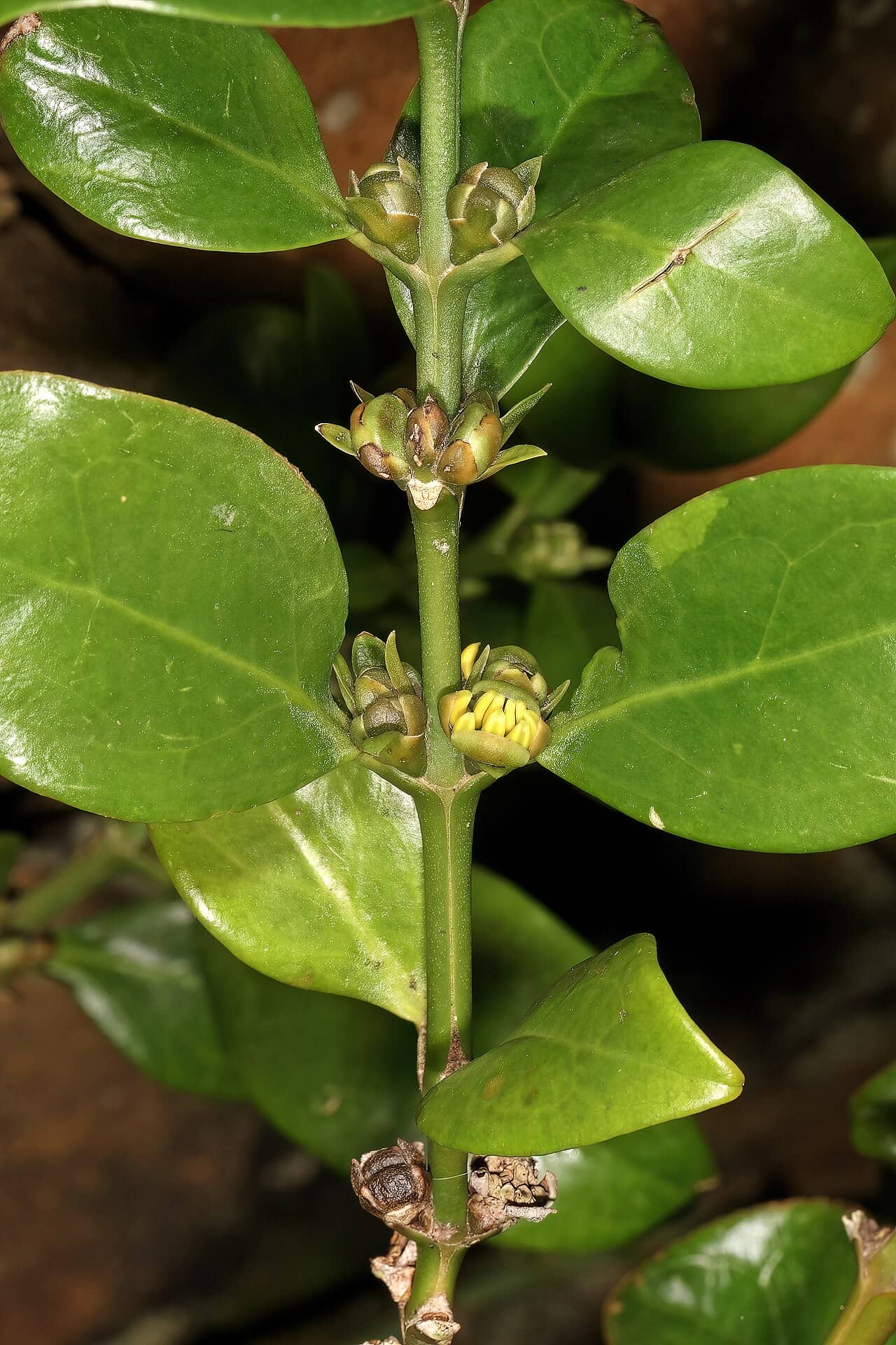 Close view of Common box (Buxus sempervirens) foliage.
