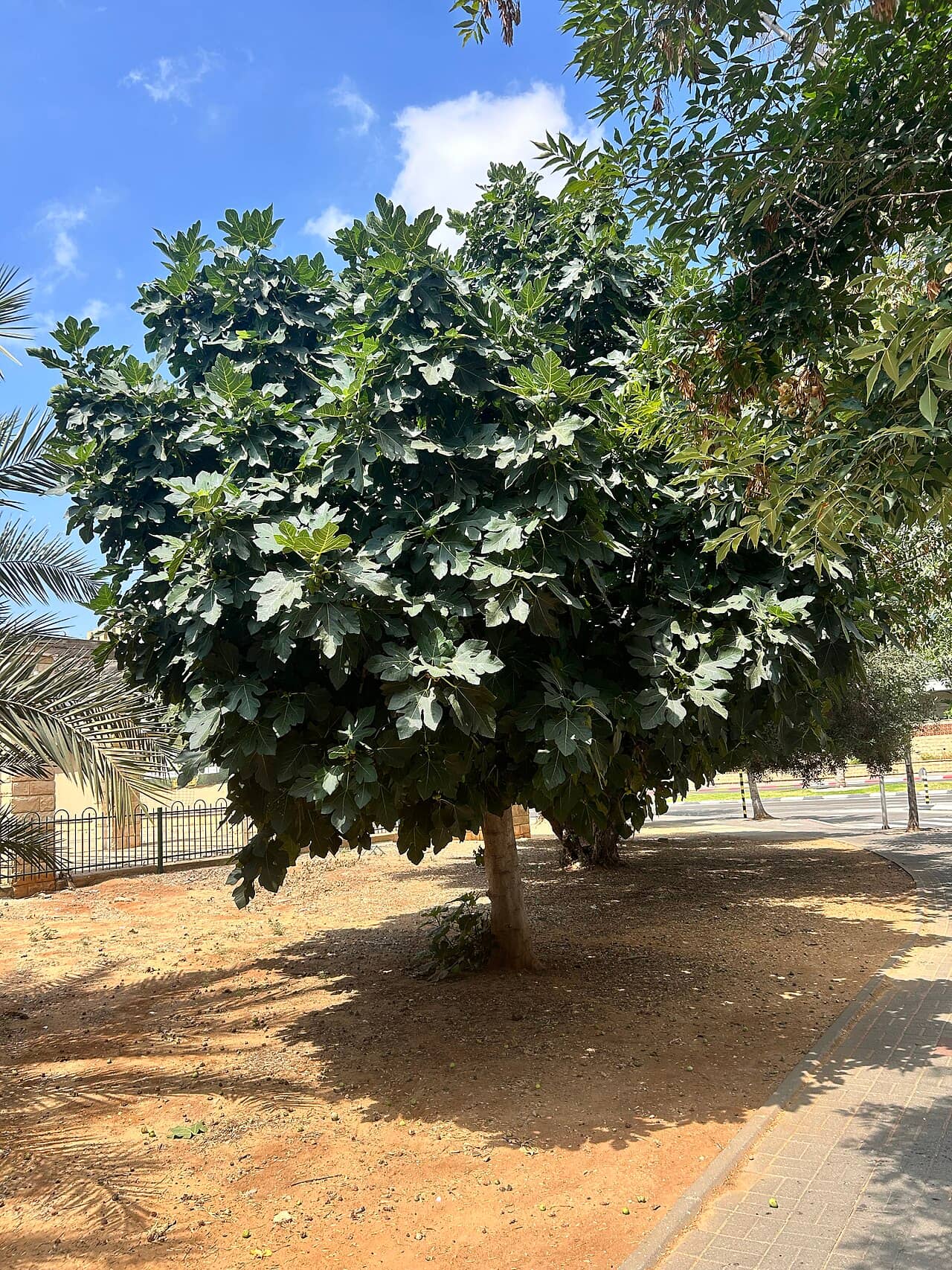Common fig (Ficus carica), the whole plant.