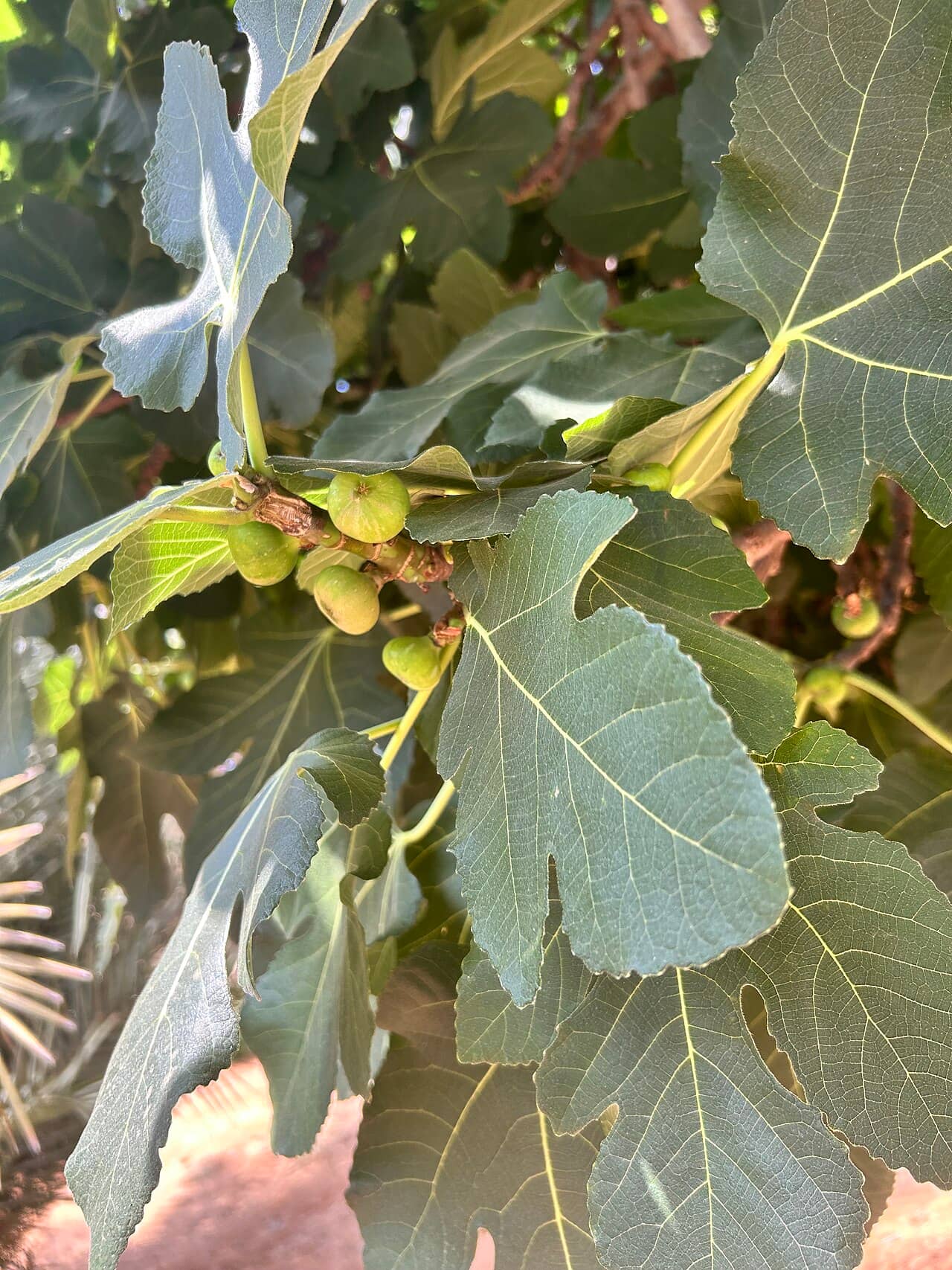 Close view of Common fig (Ficus carica) foliage.
