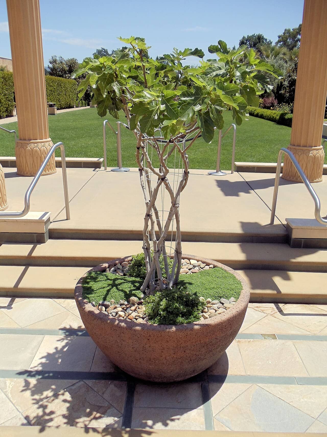 Common fig (Ficus carica) growing in a pot.