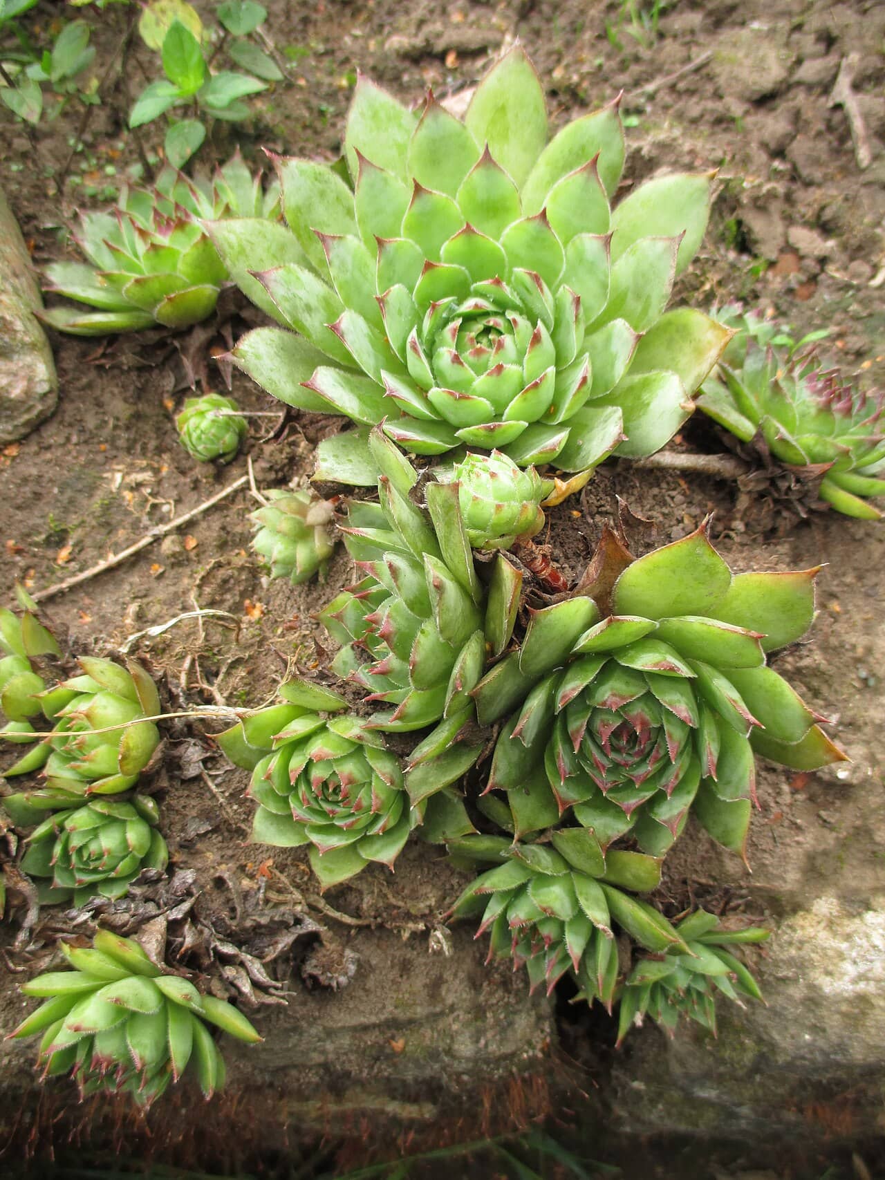 Common houseleek (Sempervivum tectorum), the whole plant.