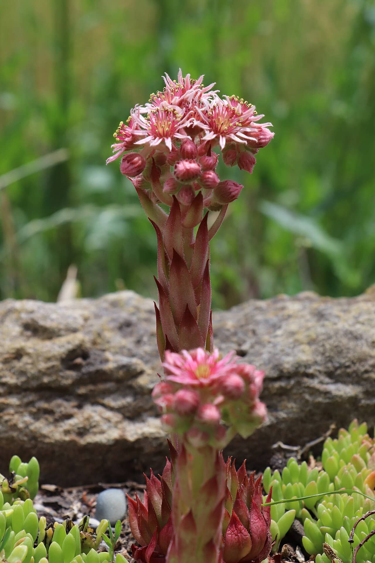 Flowers of Common houseleek (Sempervivum tectorum).