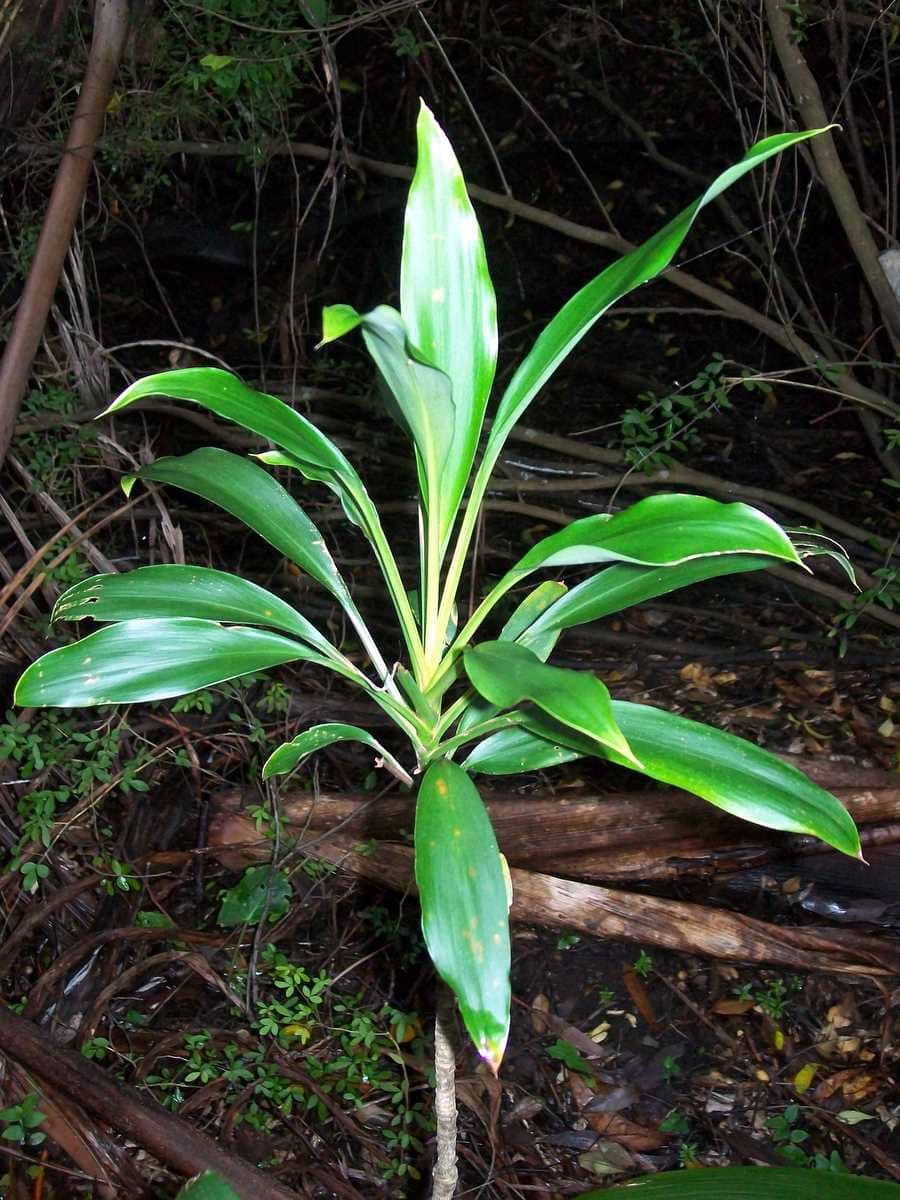 Palm Lily (Cordyline rubra), the whole plant.