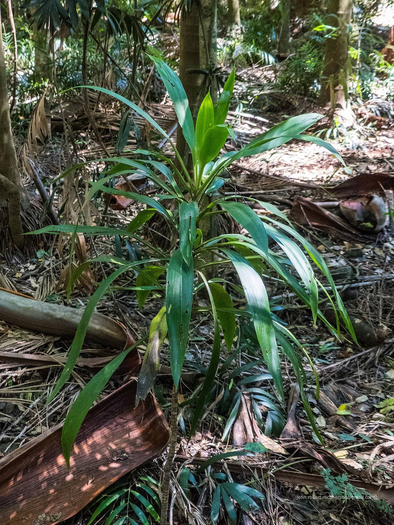 Palm Lily (Cordyline rubra) growing wild.
