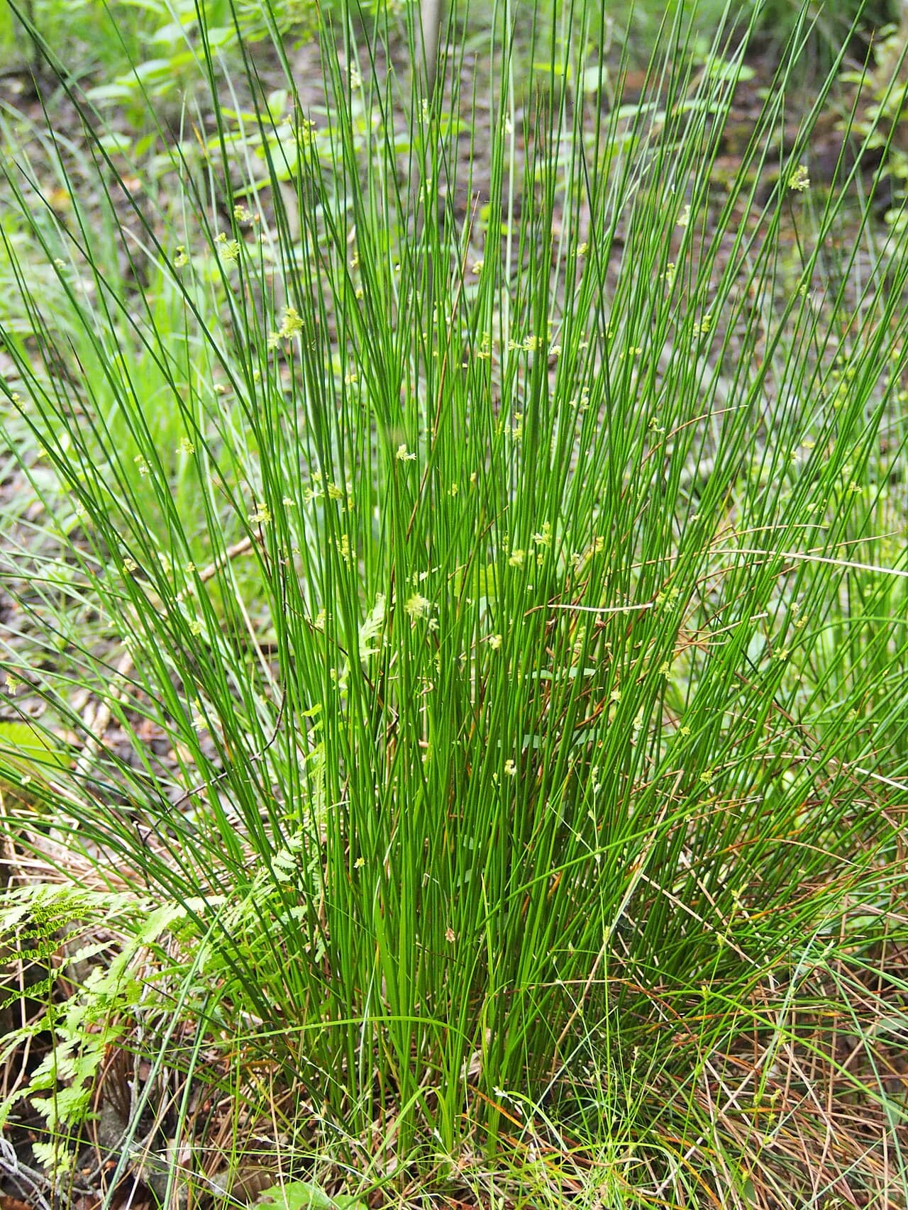 Corkscrew Rush (Juncus effusus), the whole plant.