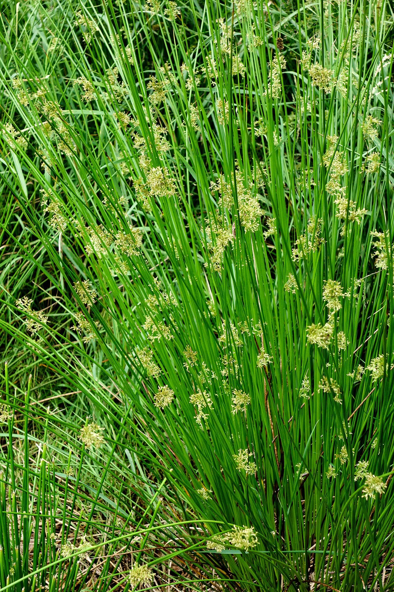 Flowers of Corkscrew Rush (Juncus effusus).