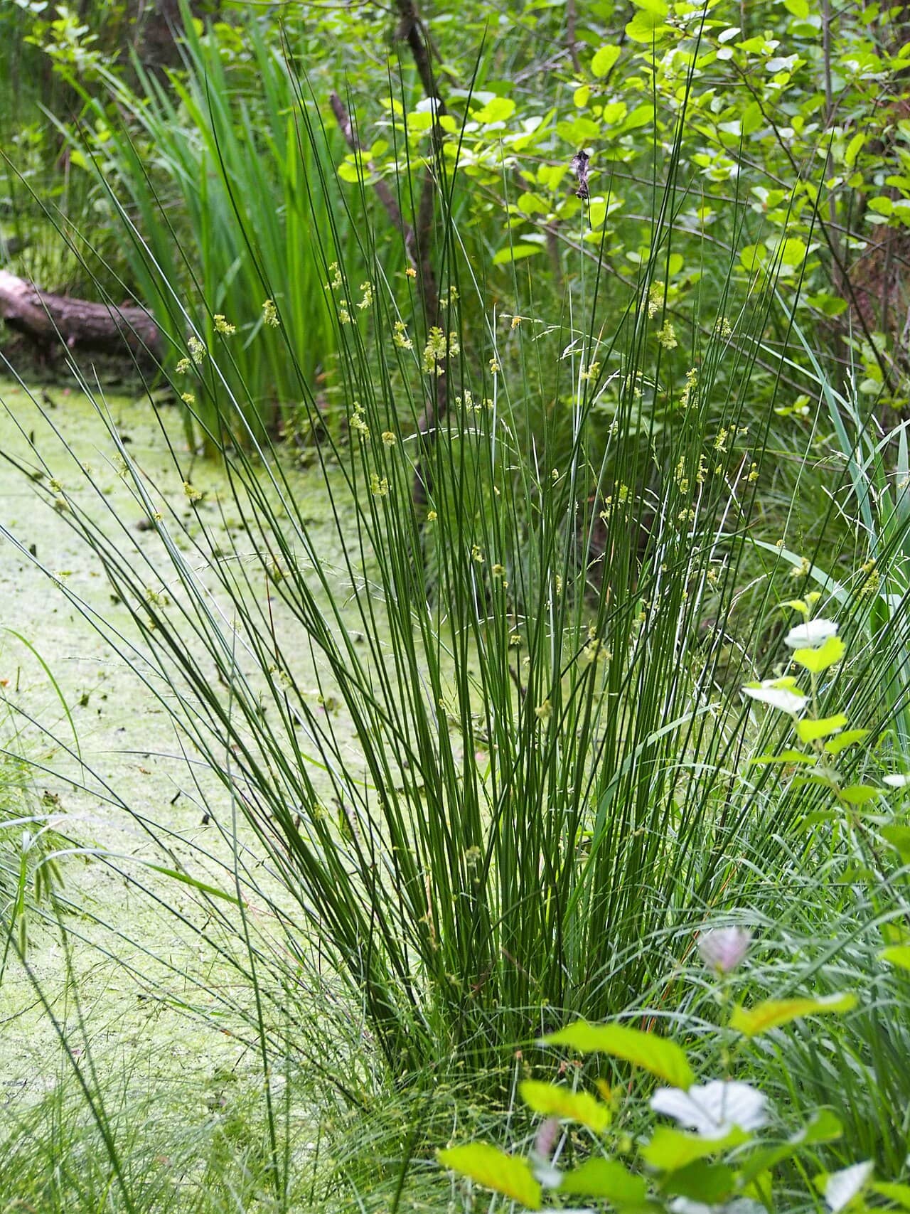 Corkscrew Rush (Juncus effusus) growing wild.