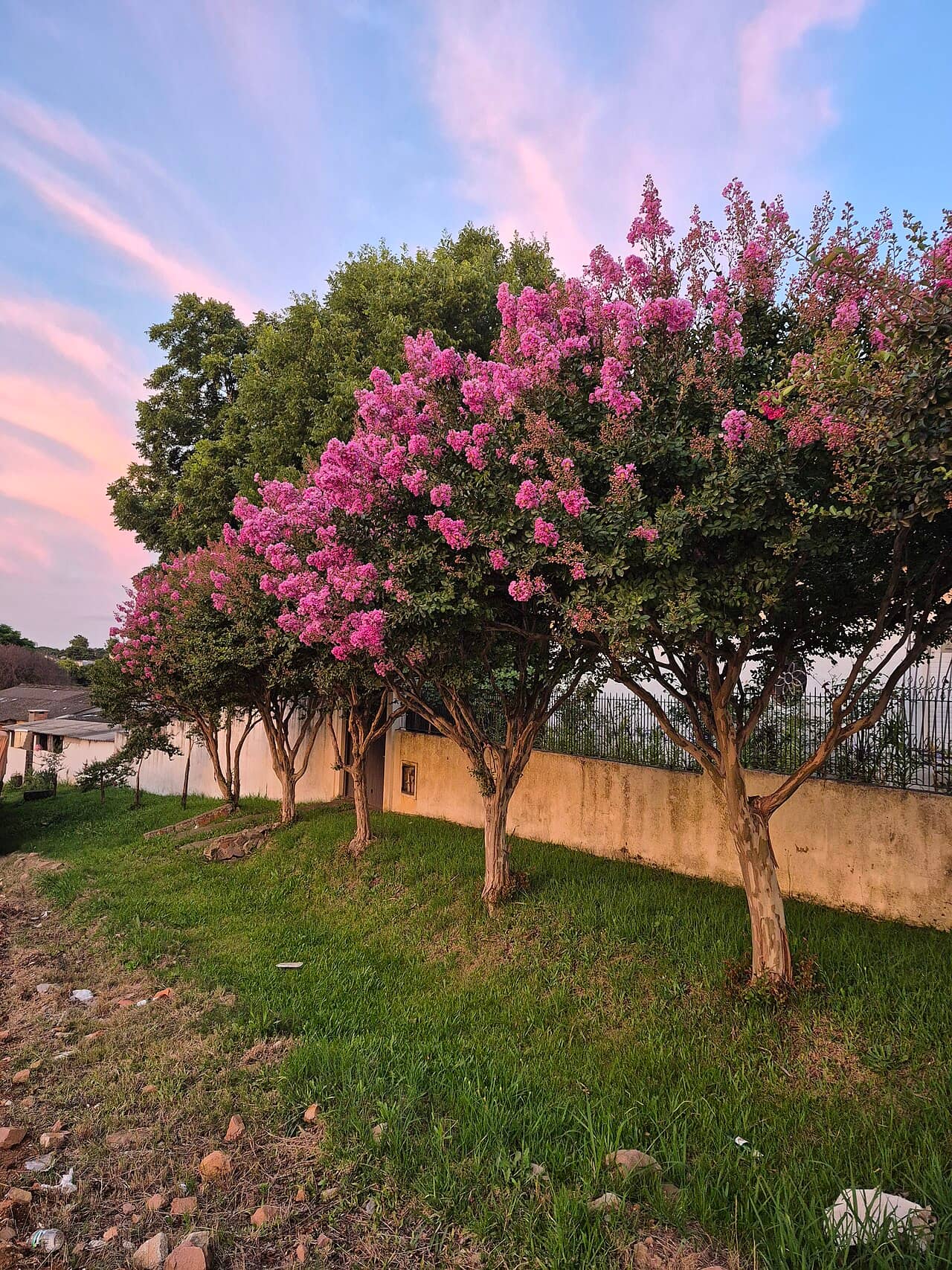Crape myrtle (Lagerstroemia indica), the whole plant.