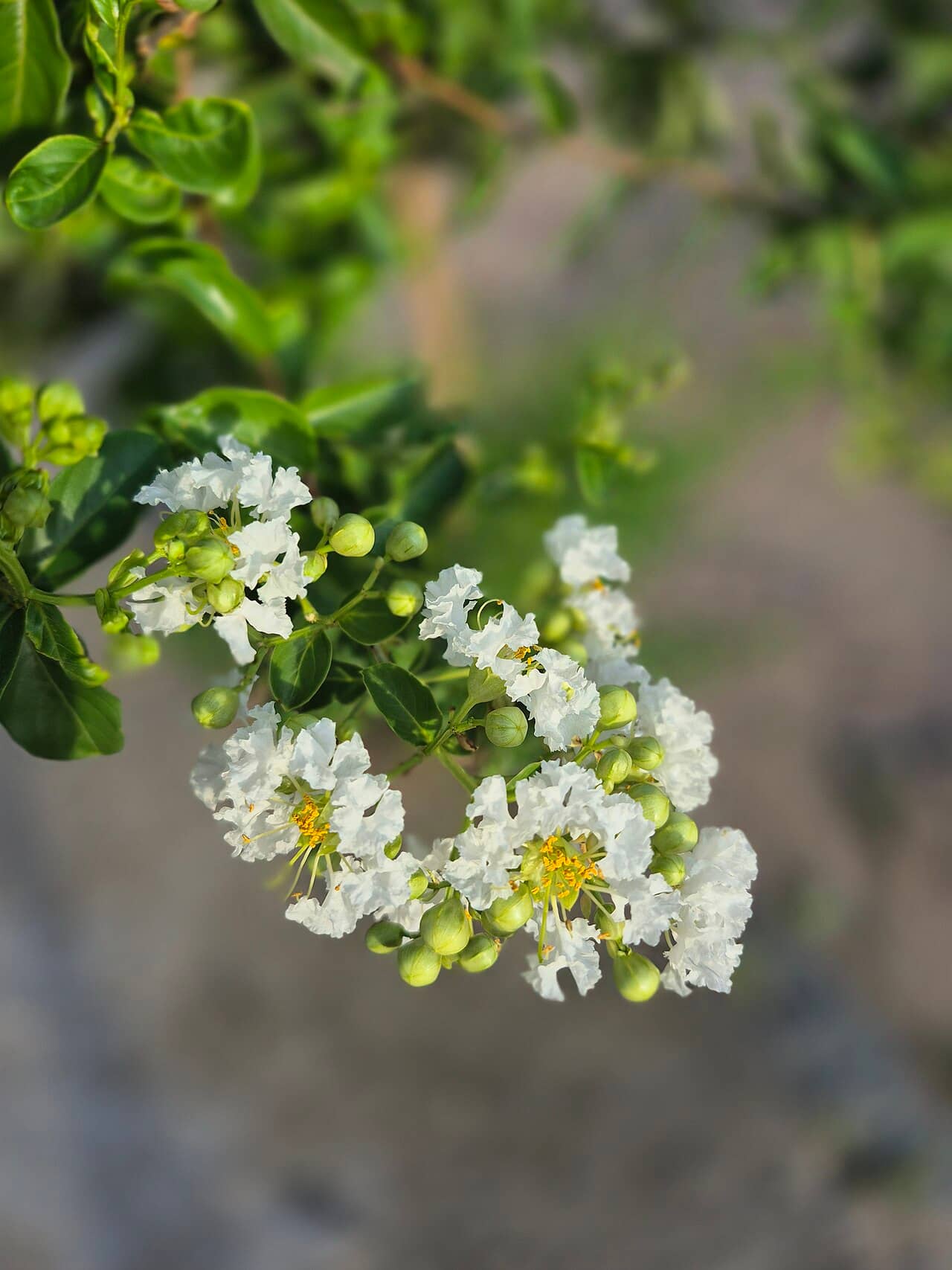 Flowers of Crape myrtle (Lagerstroemia indica).
