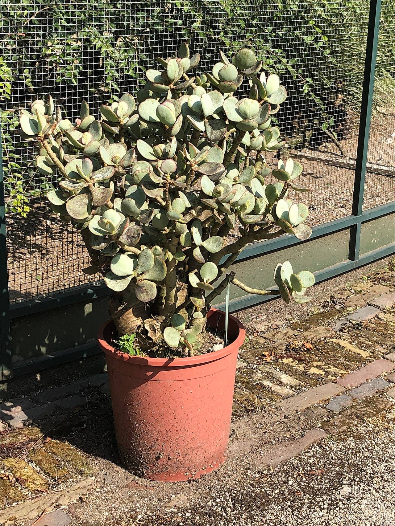 Chinese Jade (Crassula arborescens), the whole plant.