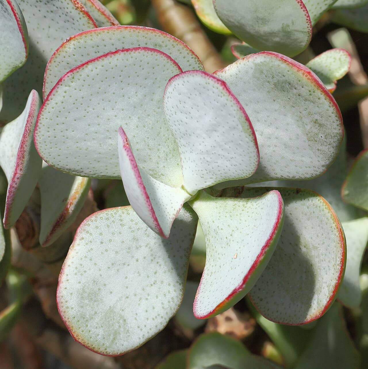 Close view of Chinese Jade (Crassula arborescens) foliage.