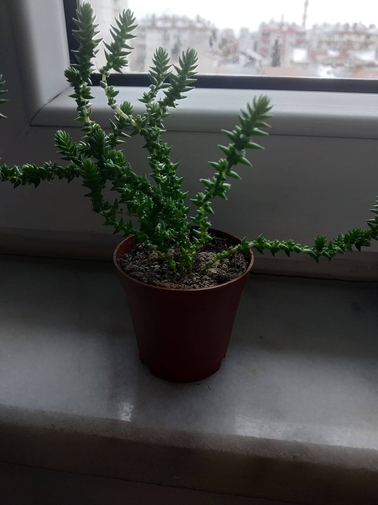 Crassula muscosa (Crassula muscosa), the whole plant.