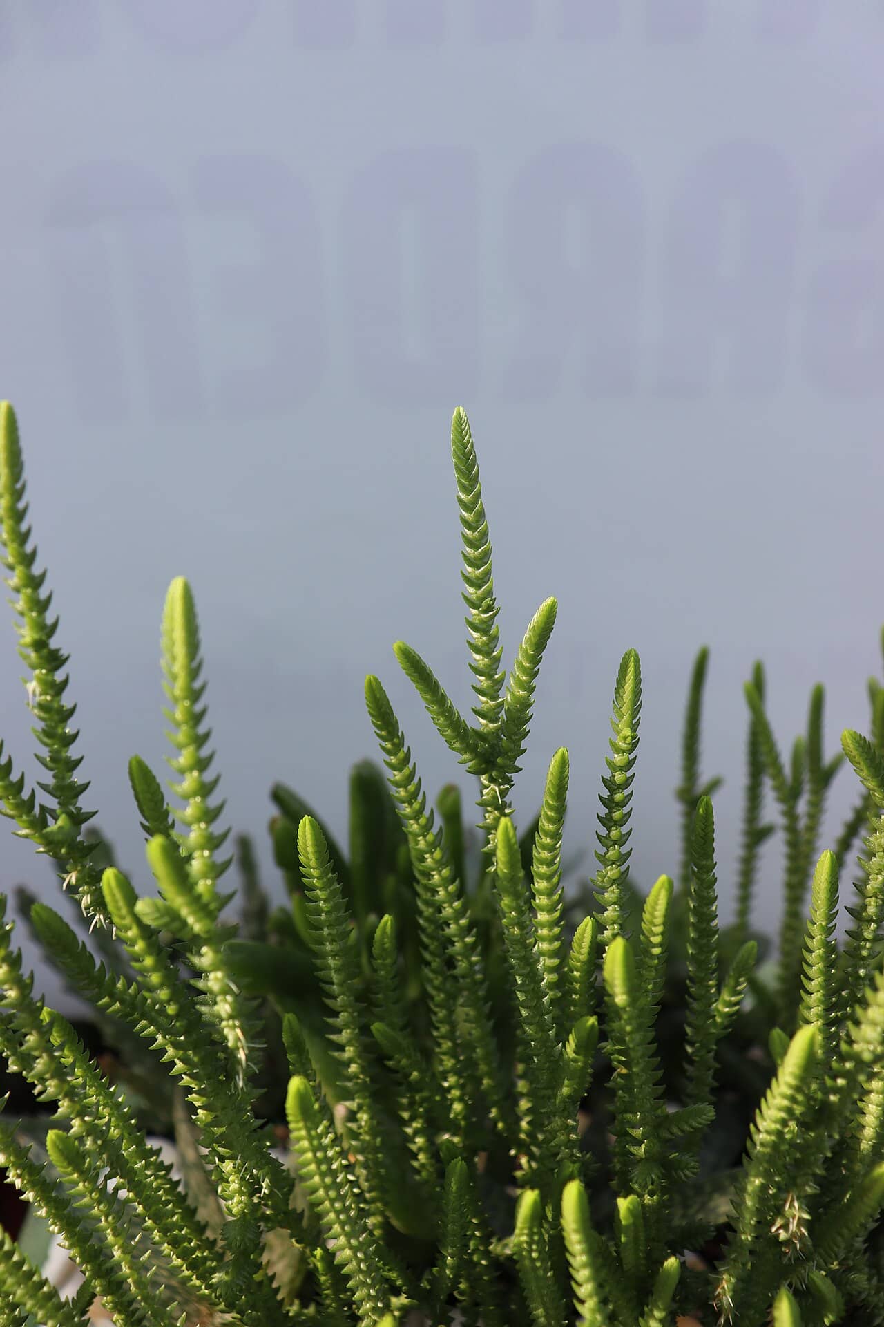 Close view of Crassula muscosa (Crassula muscosa) foliage.