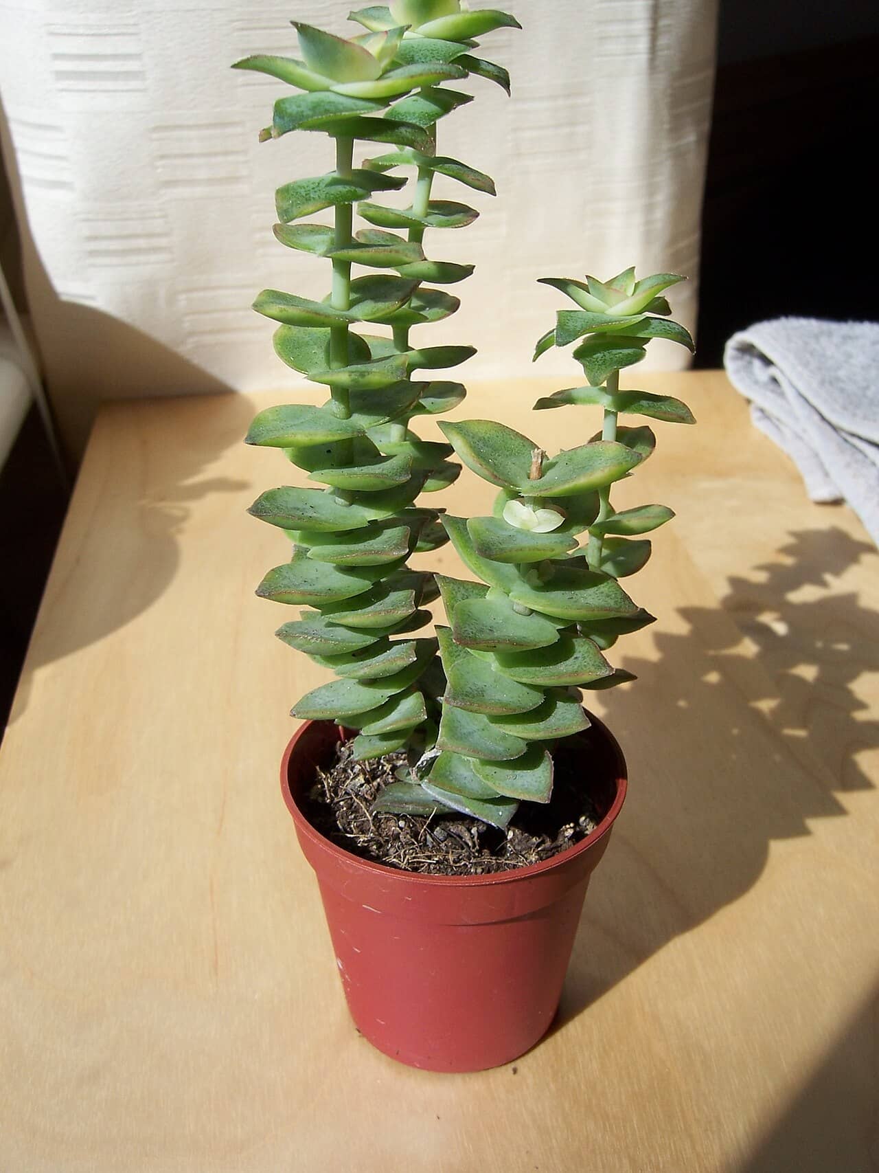 Necklace Vine (Crassula perforata), the whole plant.