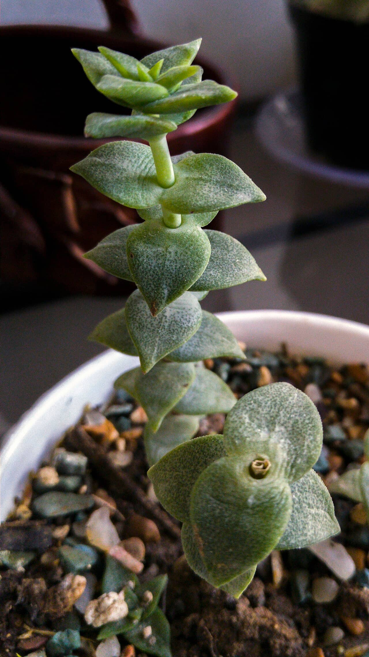 Close view of Necklace Vine (Crassula perforata) foliage.