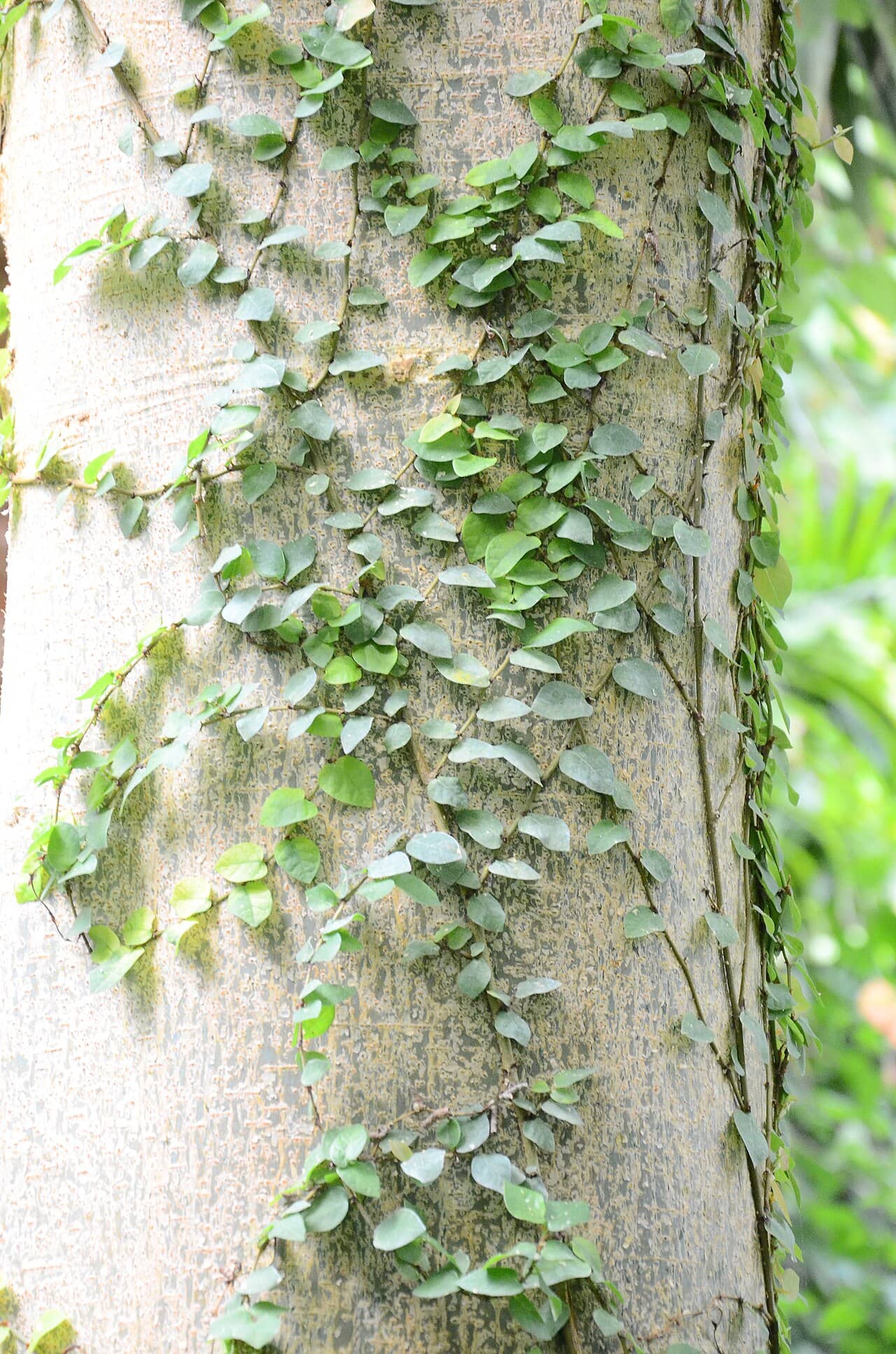 Creeping fig (Ficus pumila), the whole plant.
