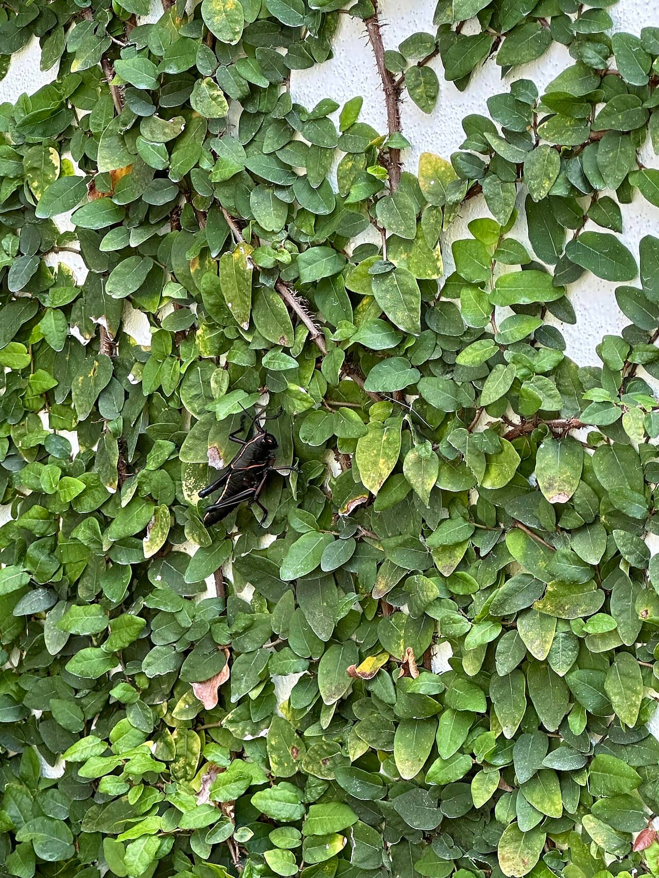 Close view of Creeping fig (Ficus pumila) foliage.