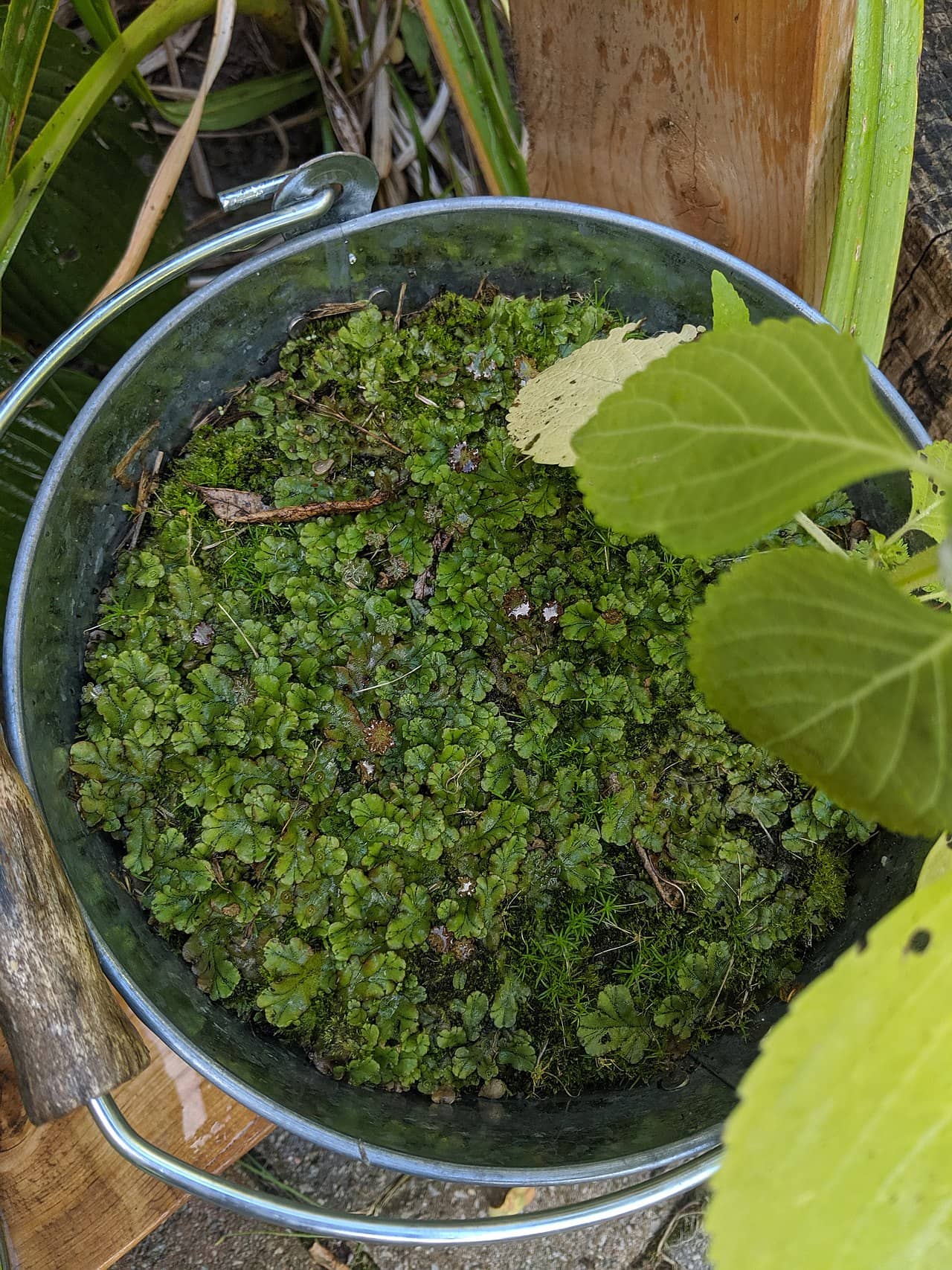 Creeping fig (Ficus pumila) growing in a pot.