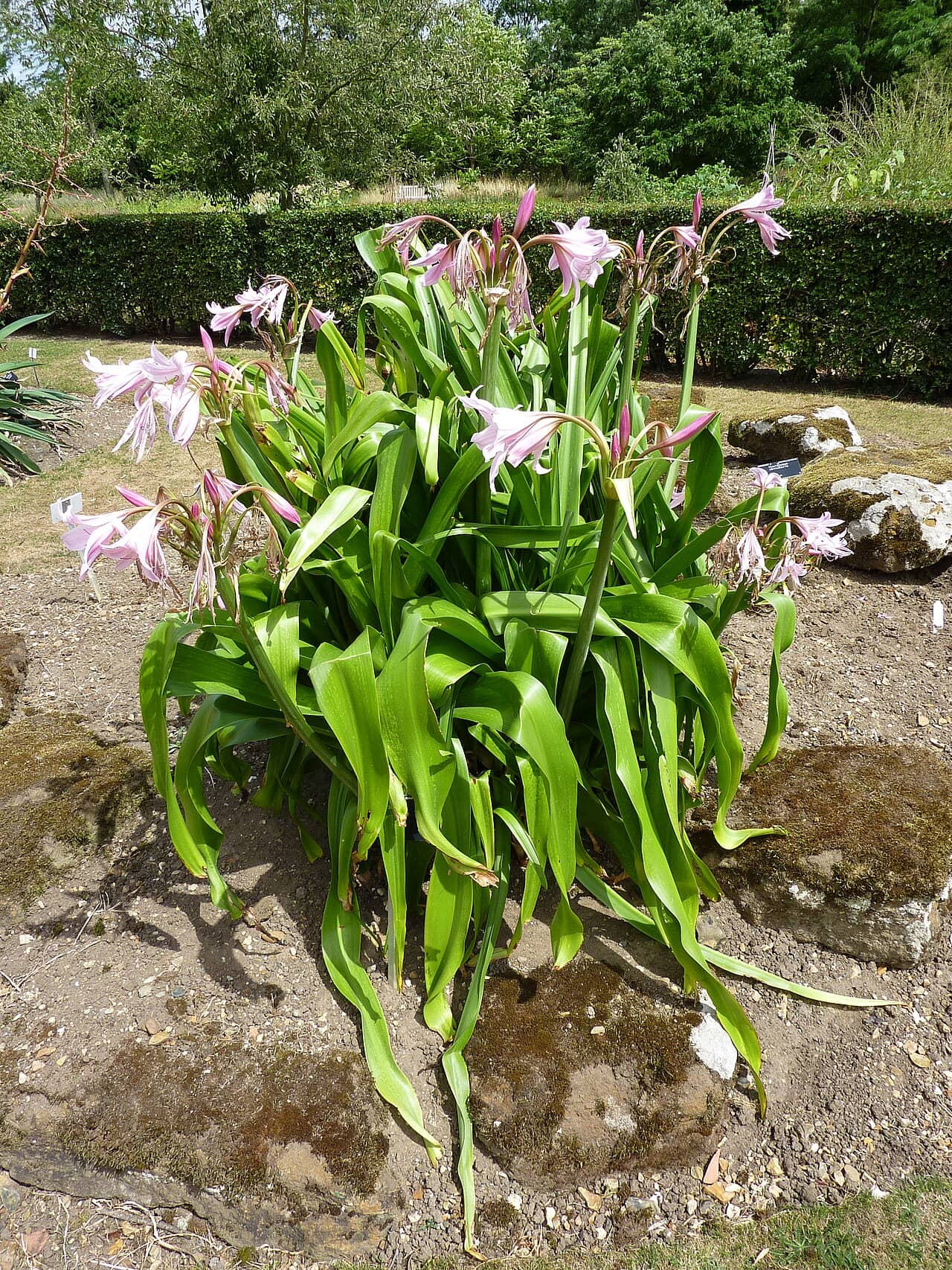 Crinum × powellii (Crinum × powellii), the whole plant.