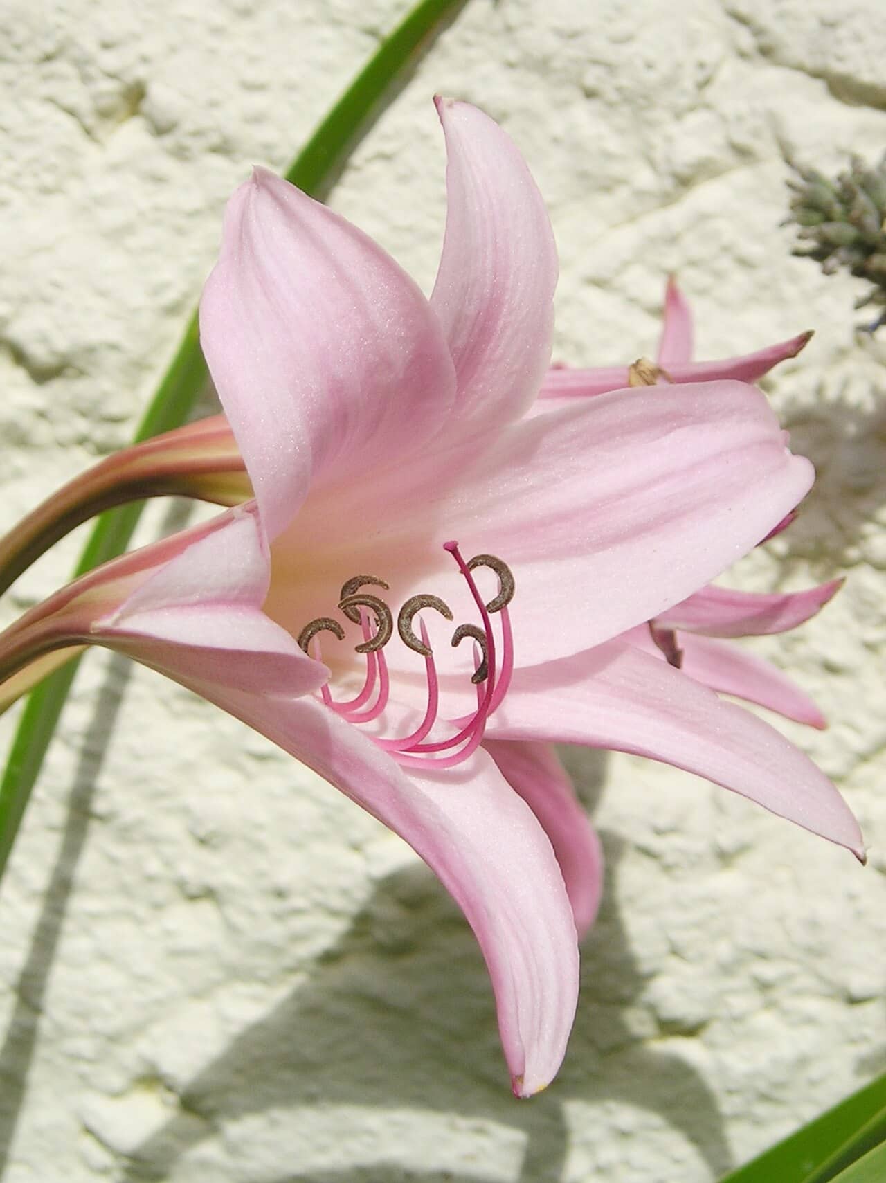 Flowers of Crinum × powellii (Crinum × powellii).