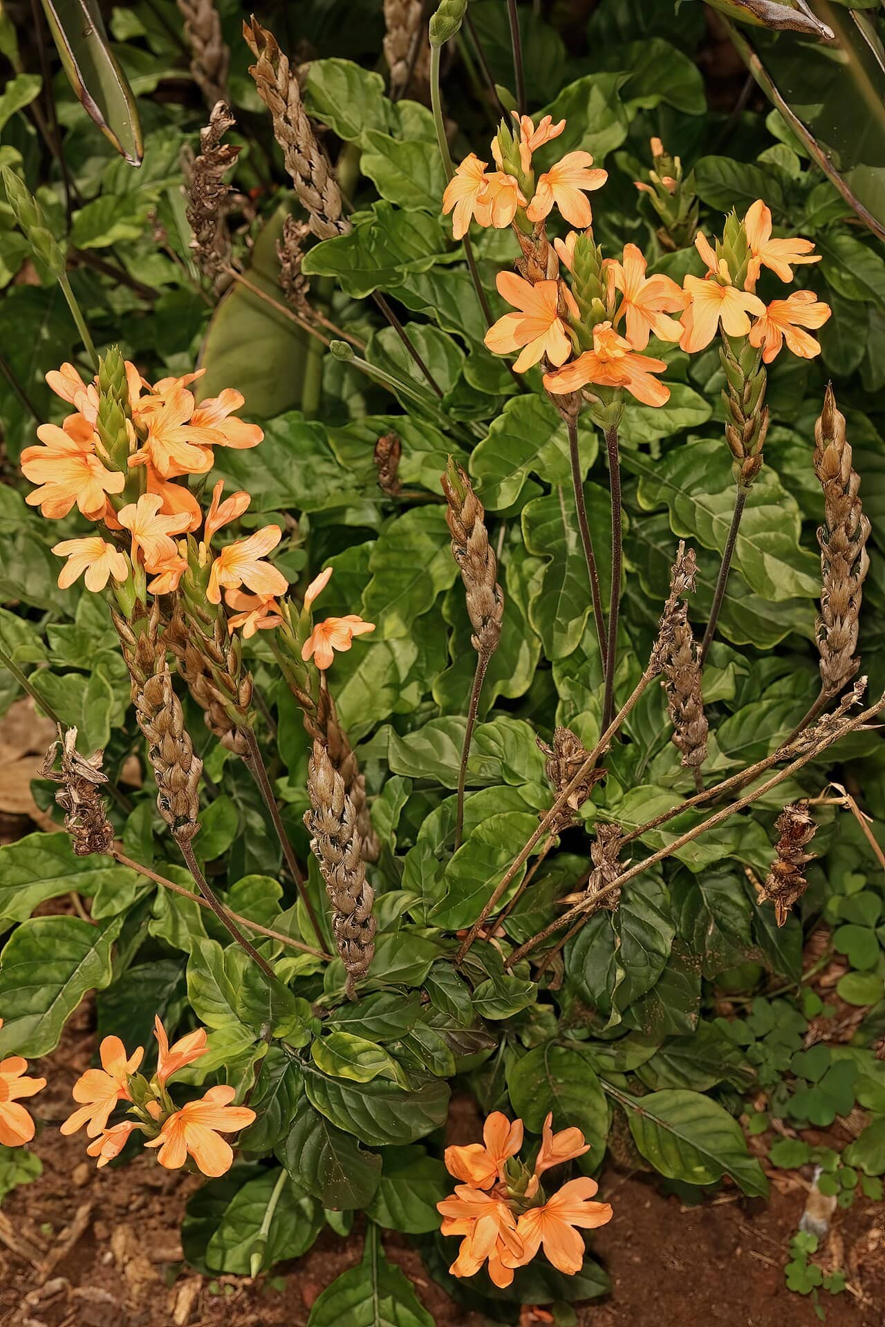 Crossandra (Crossandra infundibuliformis), the whole plant.