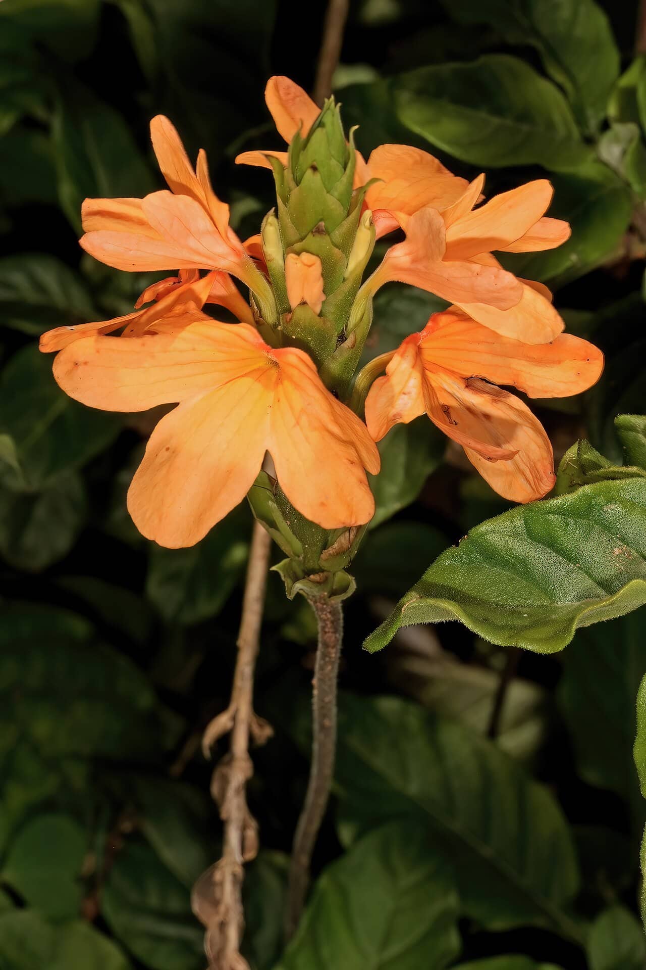 Flowers of Crossandra (Crossandra infundibuliformis).