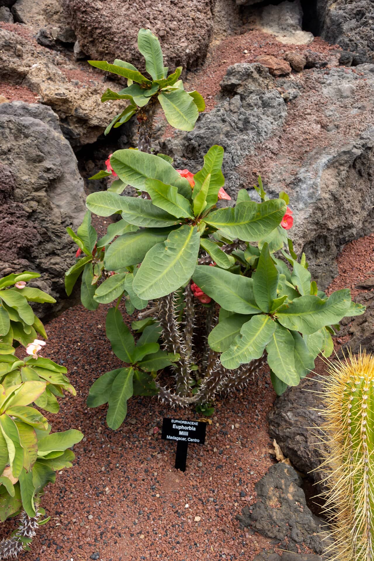 Crown of thorns (Euphorbia milii), the whole plant.