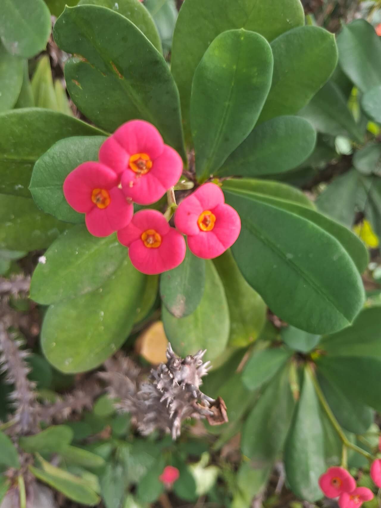 Flowers of Crown of thorns (Euphorbia milii).
