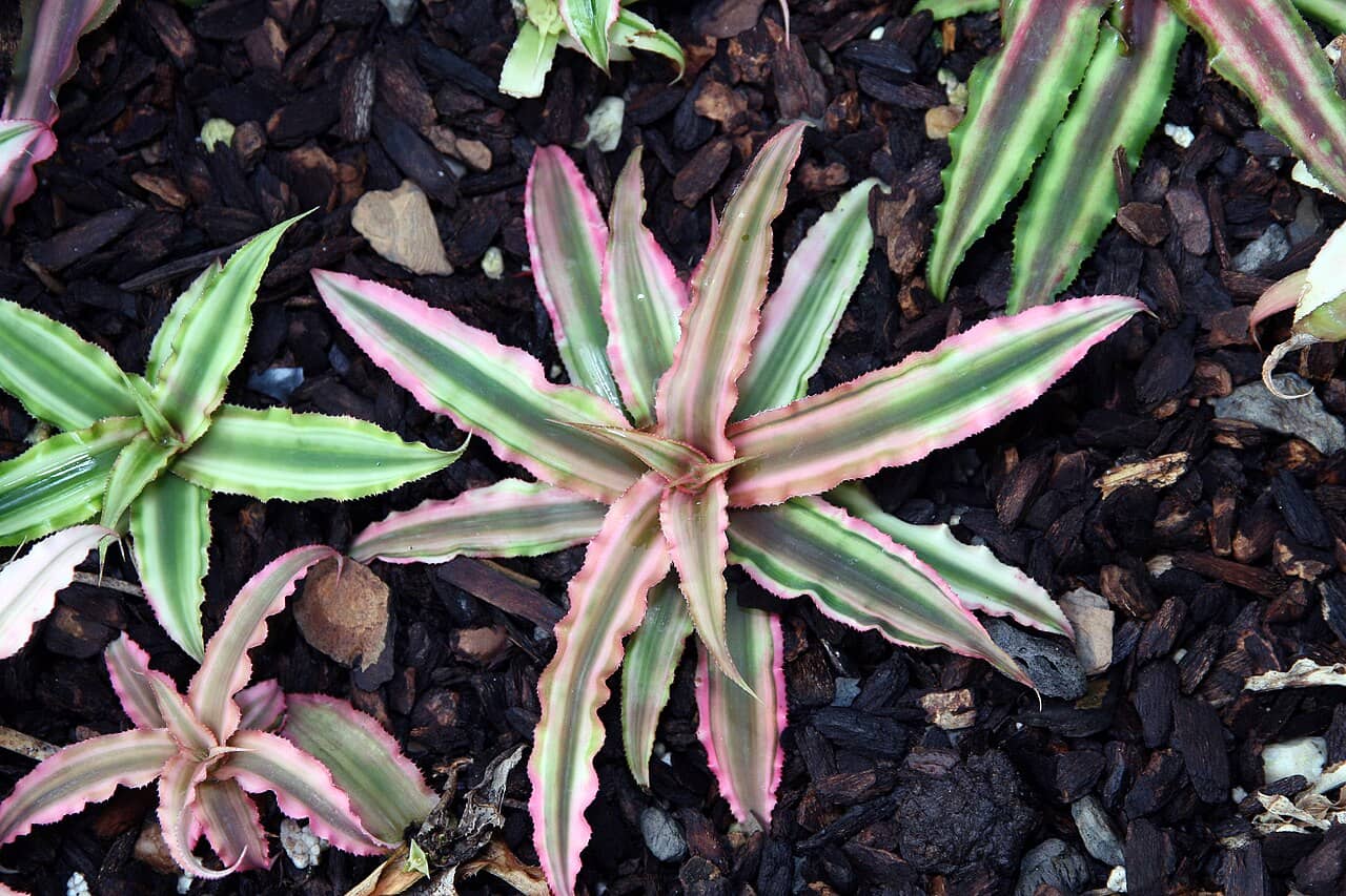 Dwarf Rose-Stripe Star (Cryptanthus bivittatus), the whole plant.